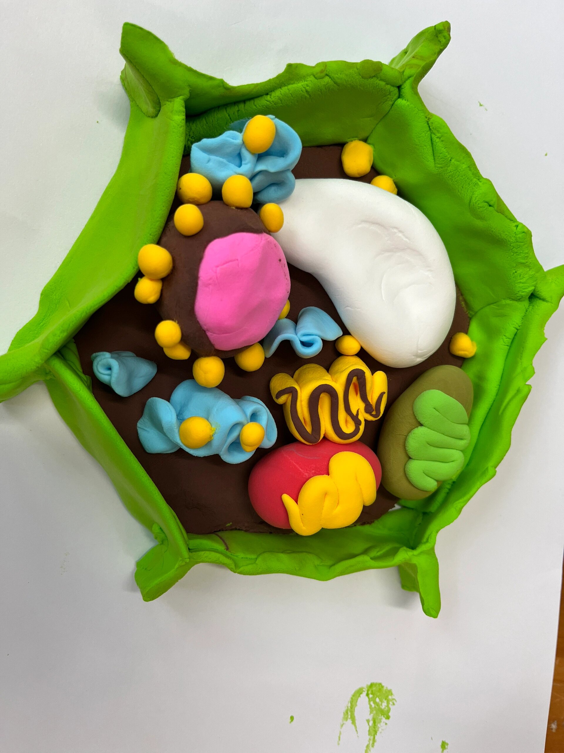 真核细胞三维结构模型