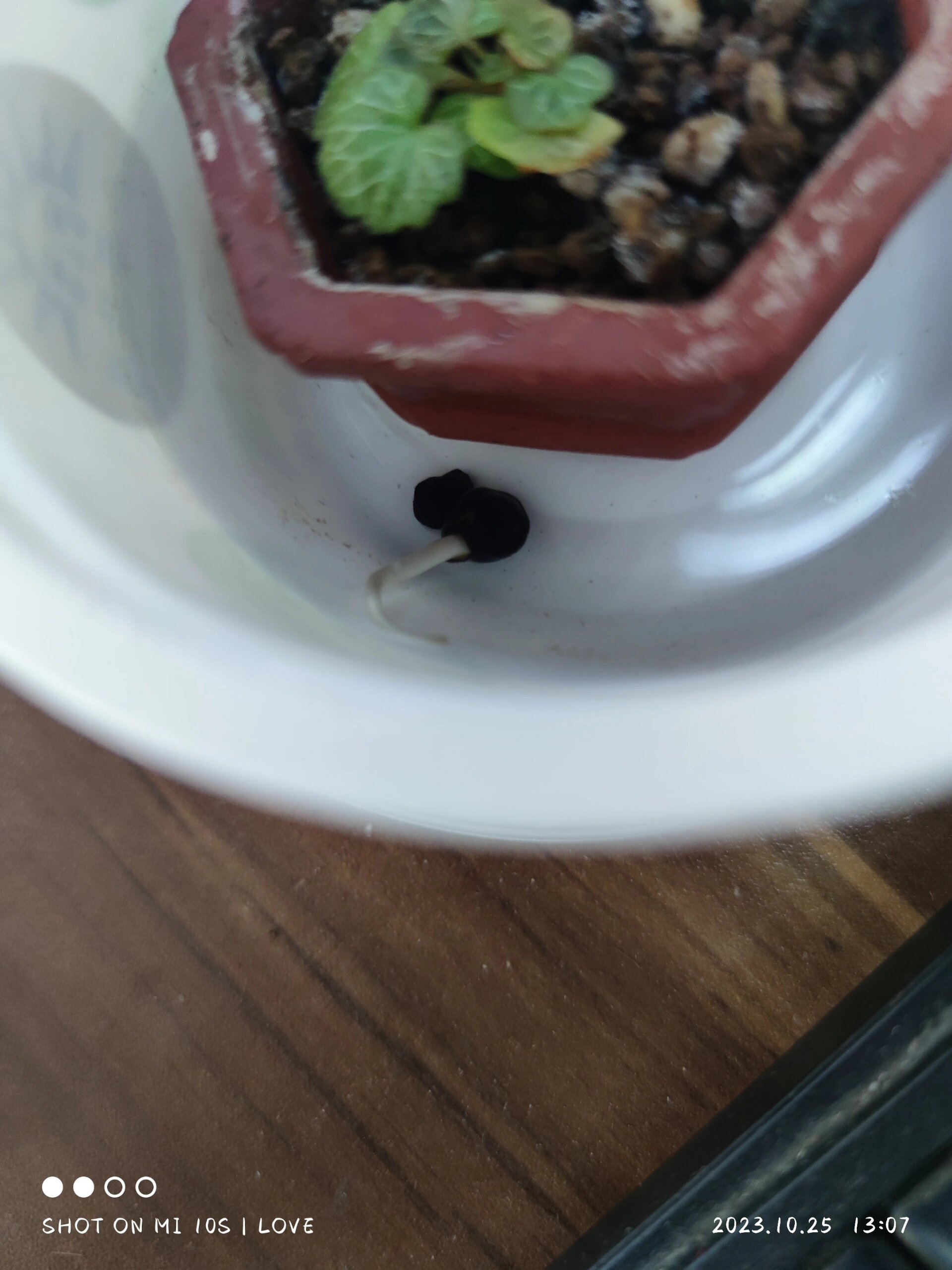 三角梅种子终于发芽了🌱  所以这枚种子哪个是头哪个是尾?