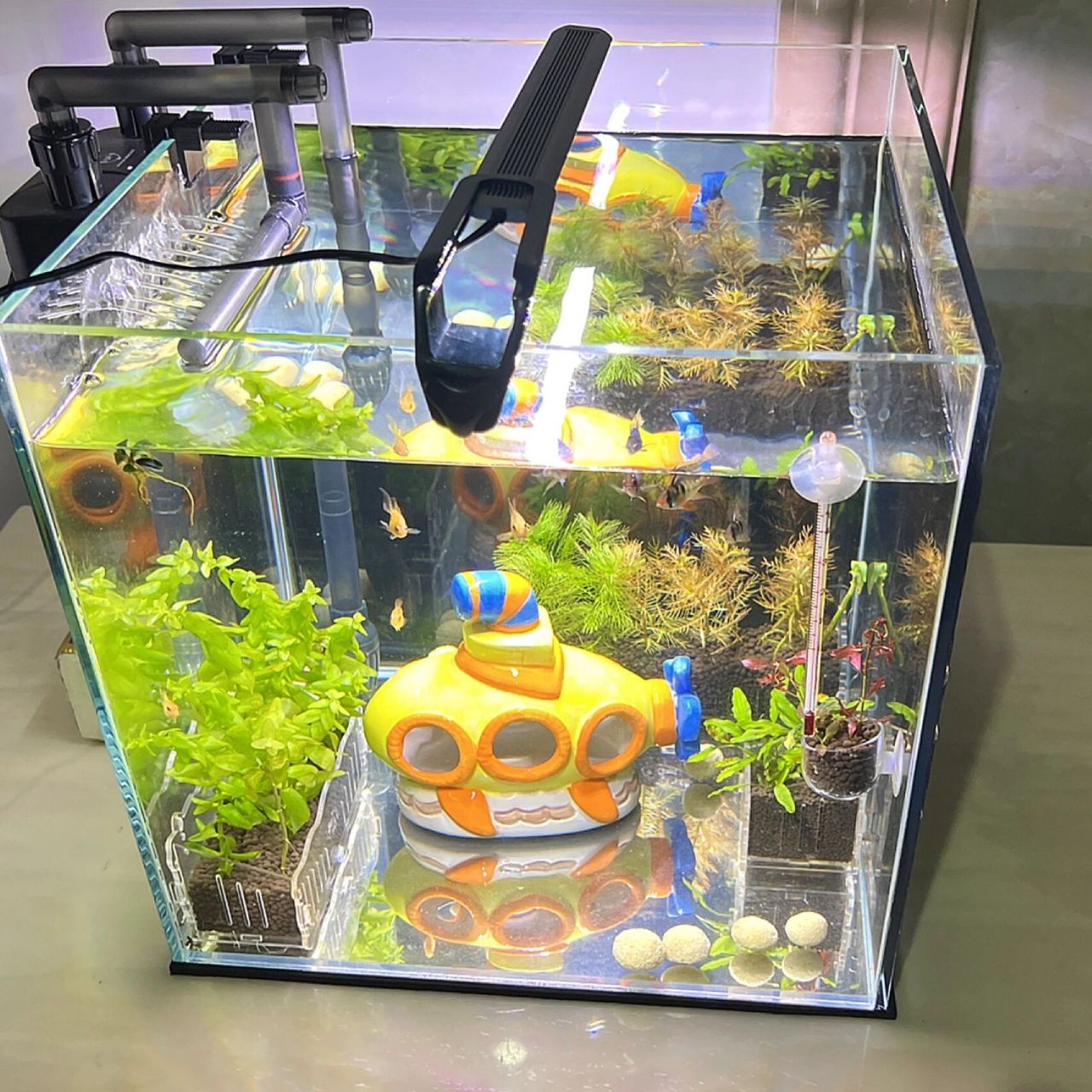 吐血整理女生养鱼新手鱼缸造景分享  养最可爱的鱼布置最可爱的造景.