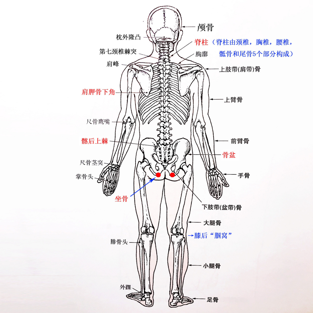 人体运动解剖图——16615骨骼篇04 人体全身骨骼数目,成年人有