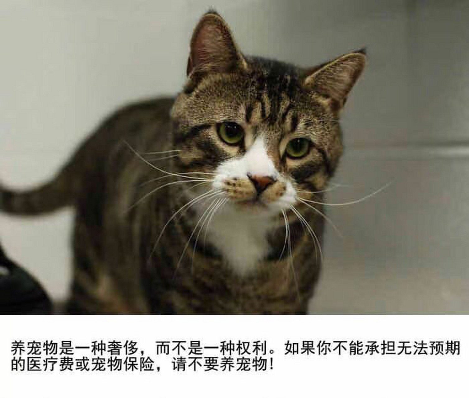 人微言轻,但还是想呼吁一下,养宠物真的很费钱.