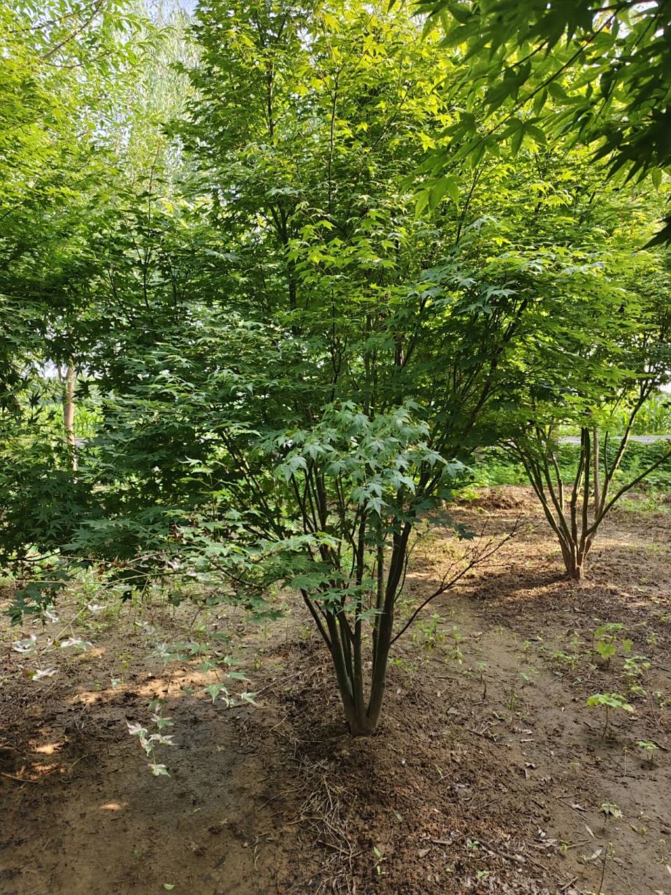 丛生鸡爪槭 鸡爪槭属落叶小乔木,是名贵的观赏树种,无论栽植于何处,都