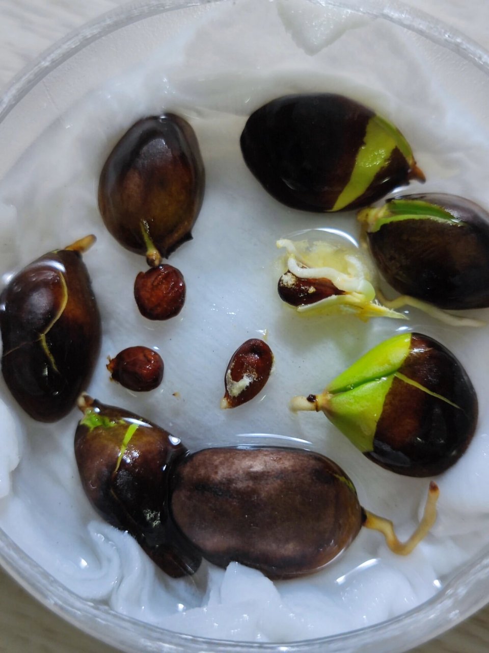 今天室友的苹果也发芽了,给我一起水培,今天查看根系时摸断了一小截