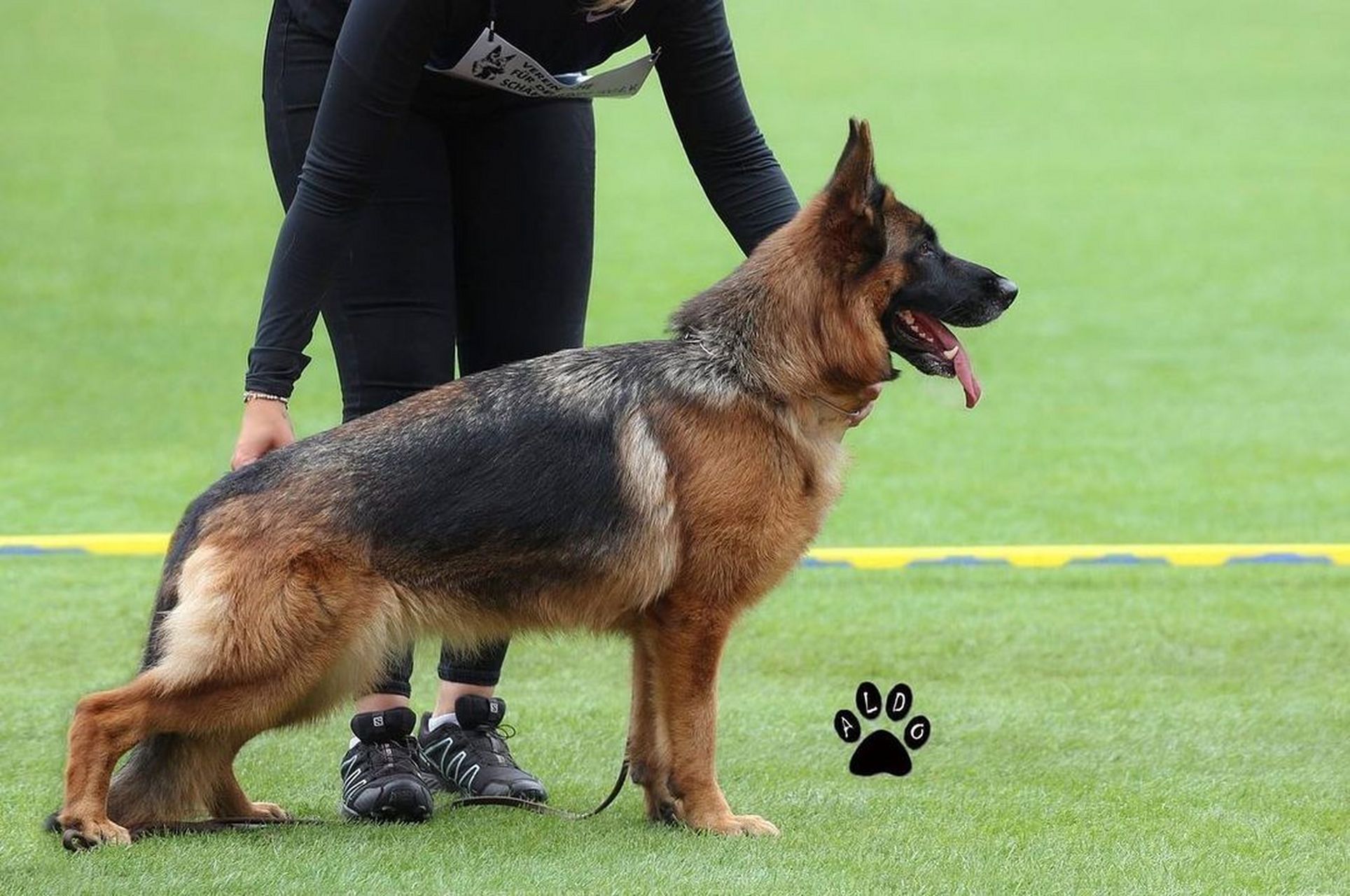 纯种德国牧羊犬赛级幼犬代表了卓越的血统和优异的潜力.