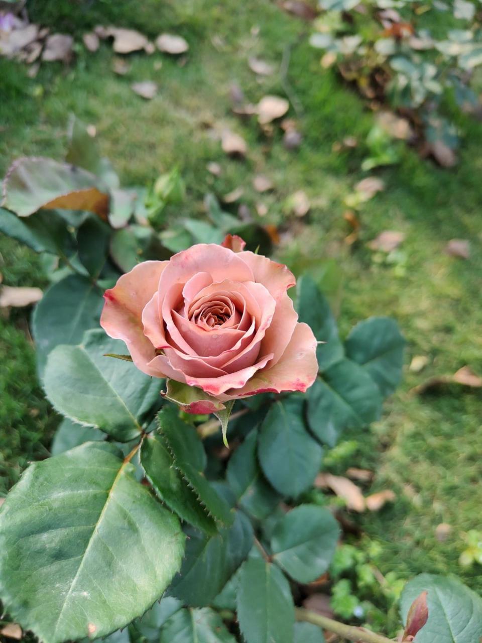 卡布奇诺月季 卡布奇诺月季