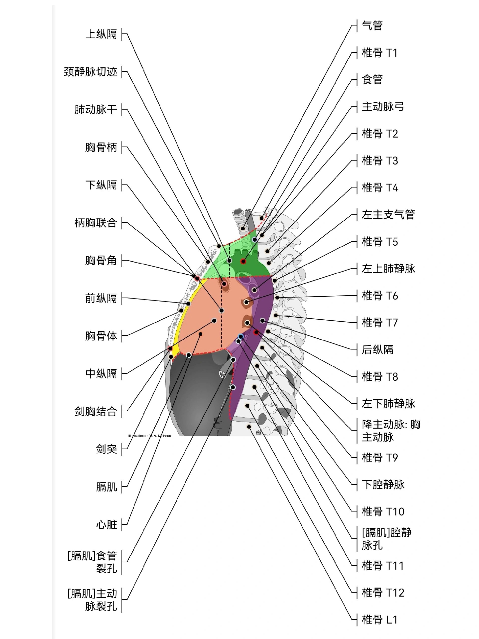 纵膈解剖示意图图片