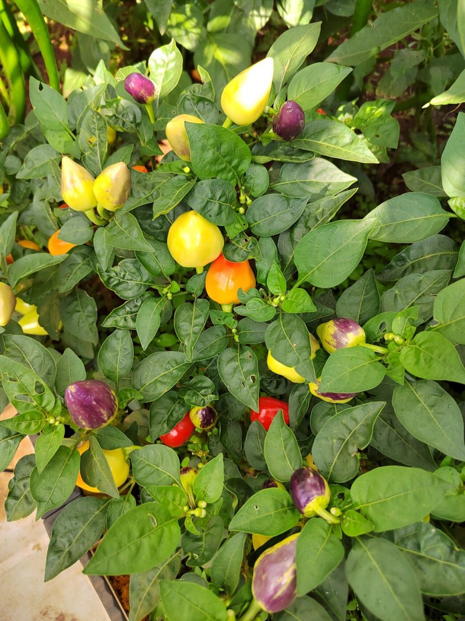 漂亮的辣椒 今年共种植了8个品种的辣椒: 分别是黄灯笼椒,红灯笼椒,绿