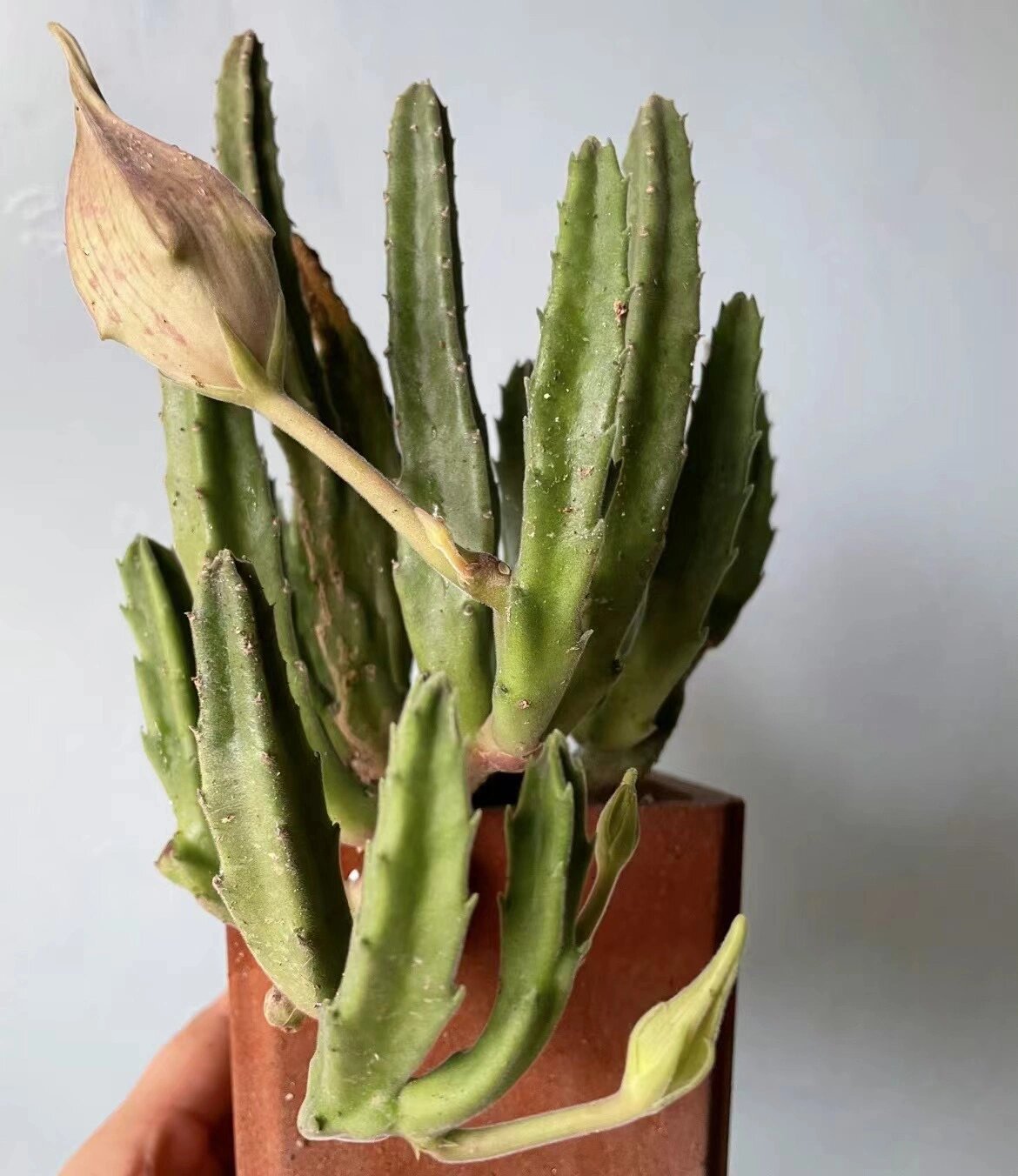 人间草木|大花犀角 大花犀角,夹竹桃科犀角属多年生肉质草本植物.