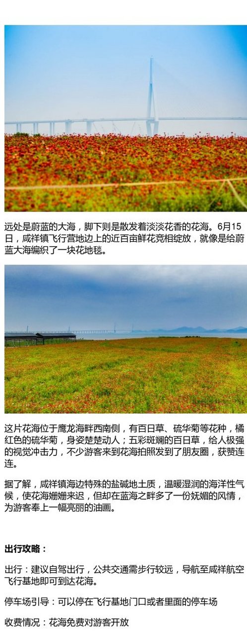 【咸祥海边的这片宝藏花海,快来打卡!
