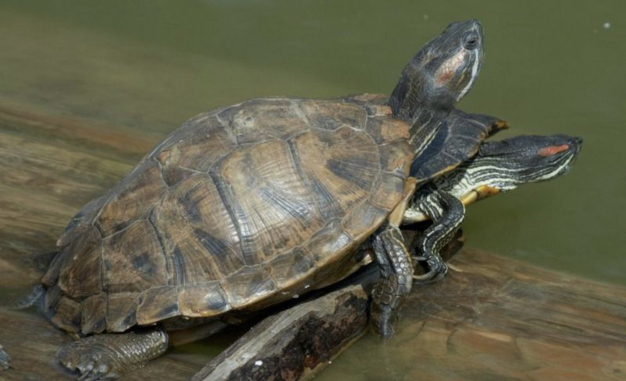 乌龟动作解释67,养龟人必看① 语言是人与人交流的重要沟通工具