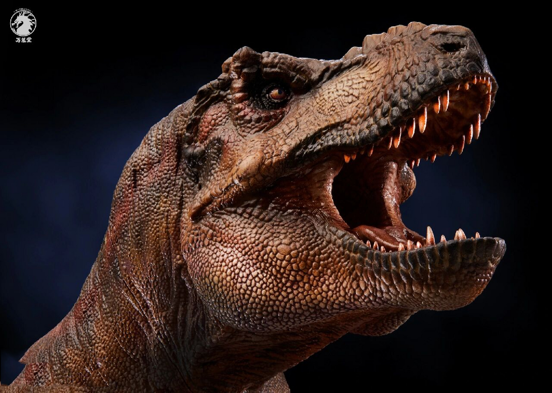 万茏堂科学复原霸王龙| 本人作品 本人拍摄万茏堂的新产品,设计师结合