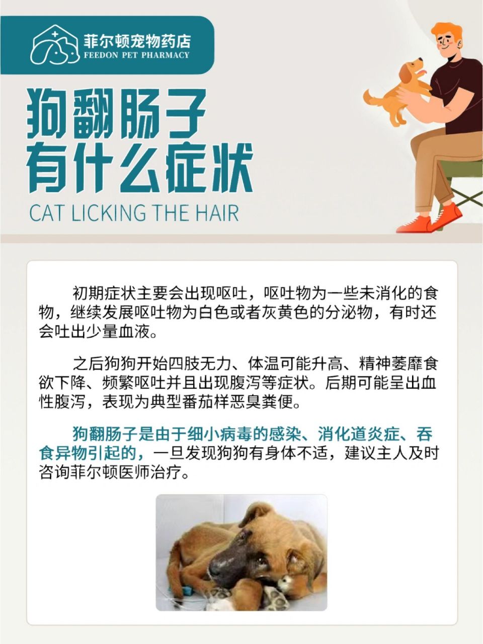 狗翻肠子,其实是一种疾病的俗称 6015是由于细小病毒的感染,消化