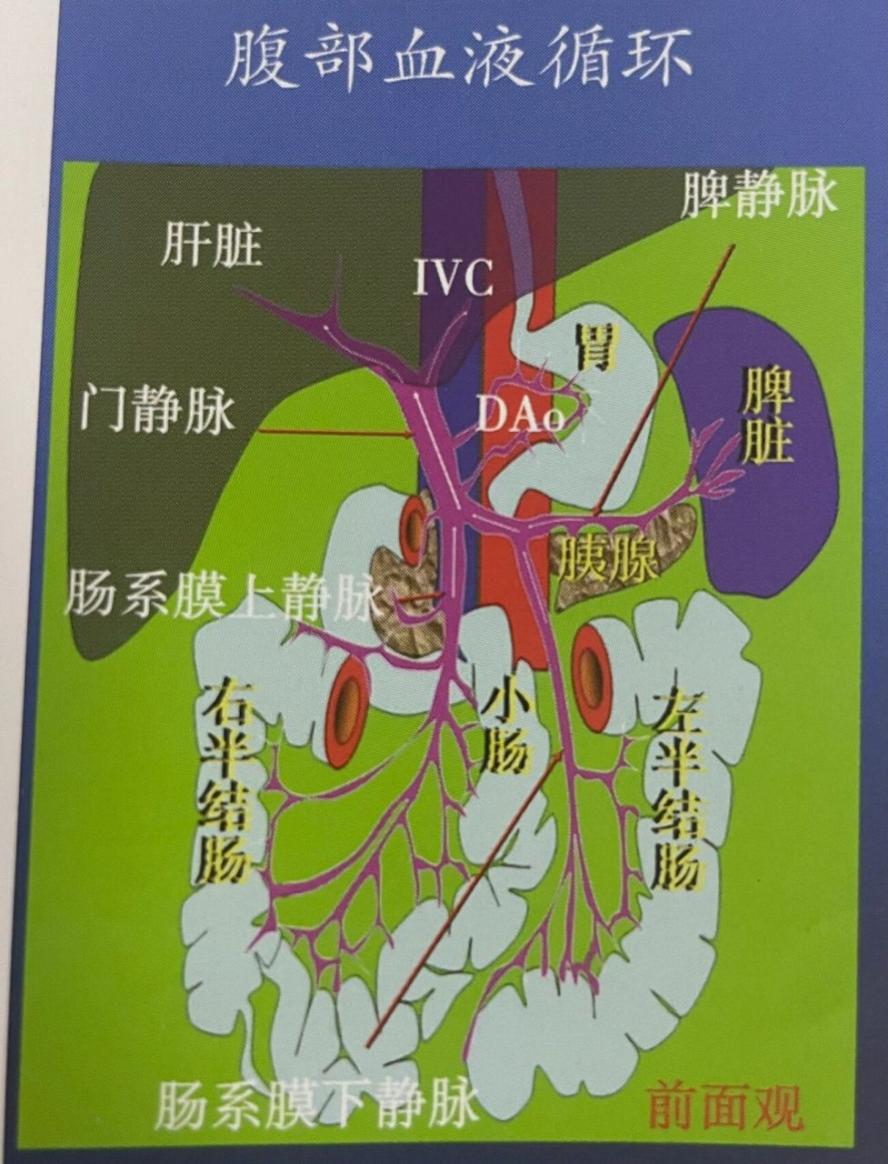腹部血液循环94腹部血管造影解剖图 看图看图,向7915右划