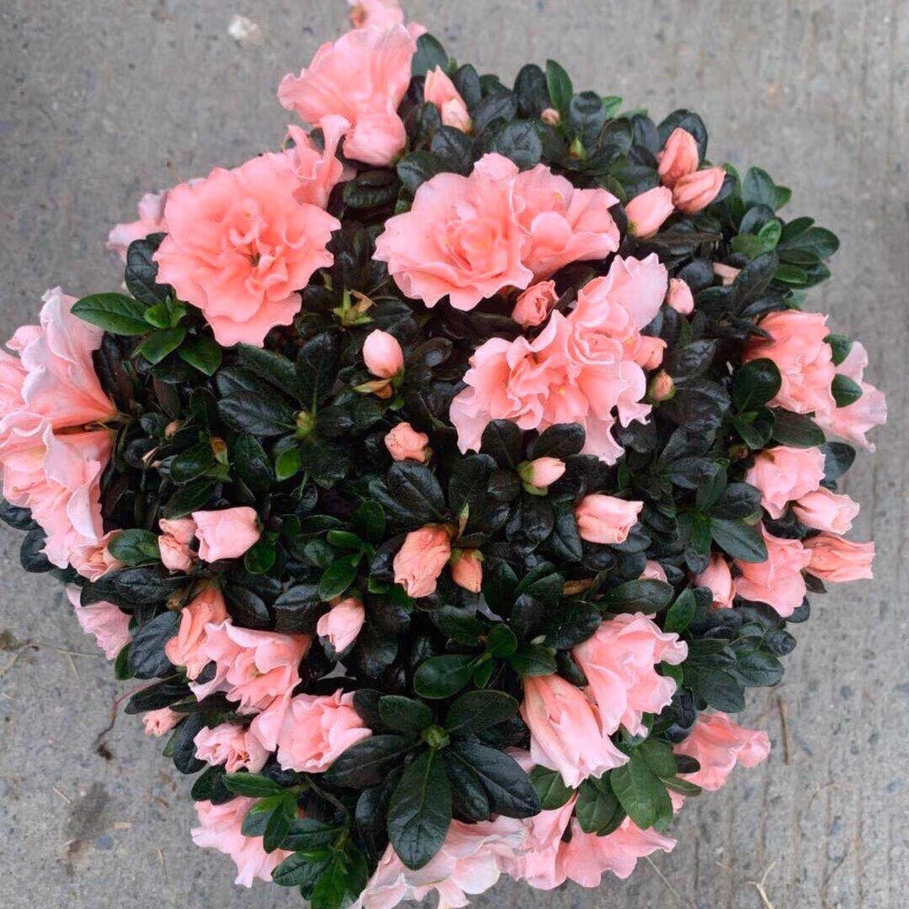 四季开花比利时西洋杜鹃 比利时杜鹃喜温暖,湿润,空气凉爽,通风和半阴