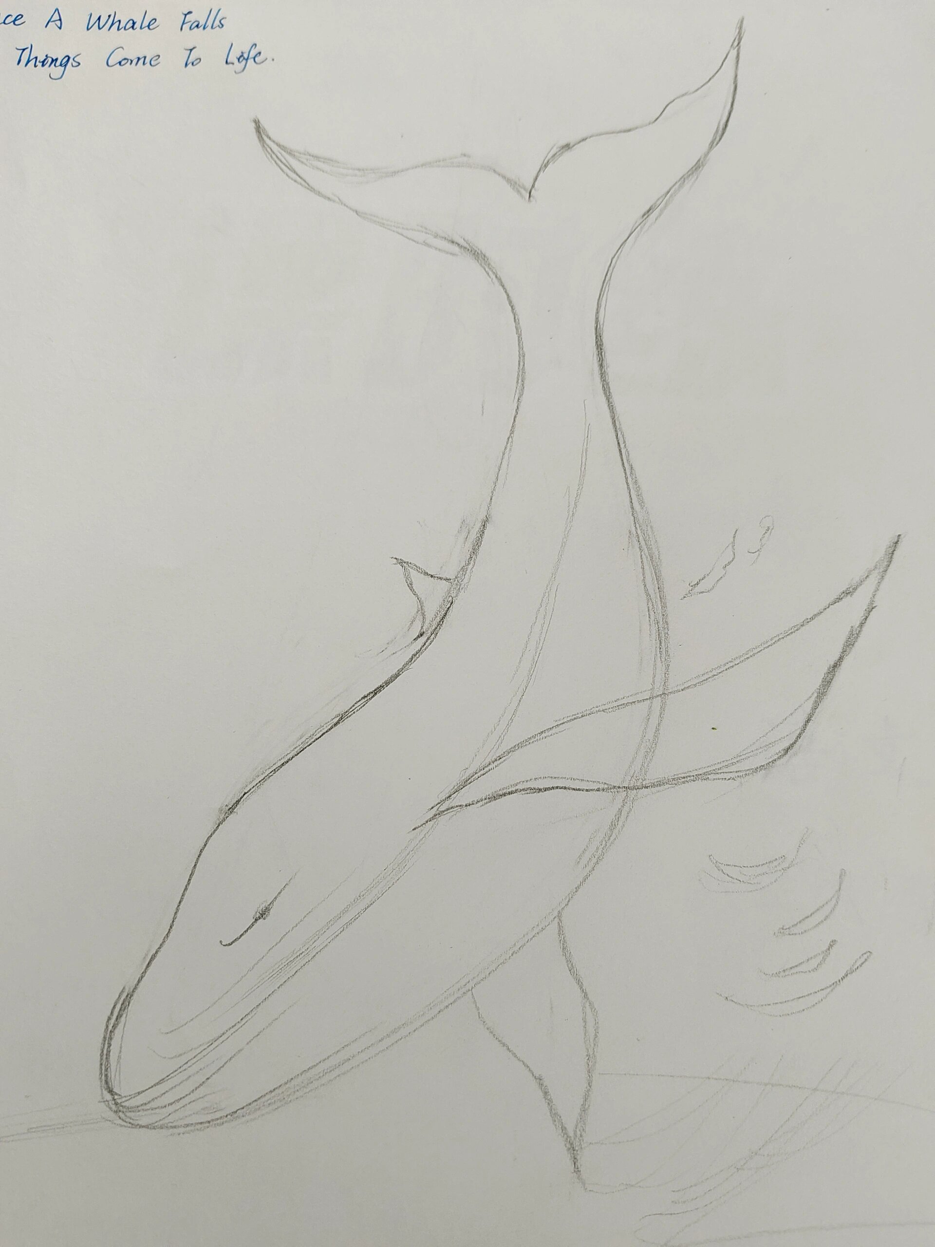 鲸鱼海报 whale  poster