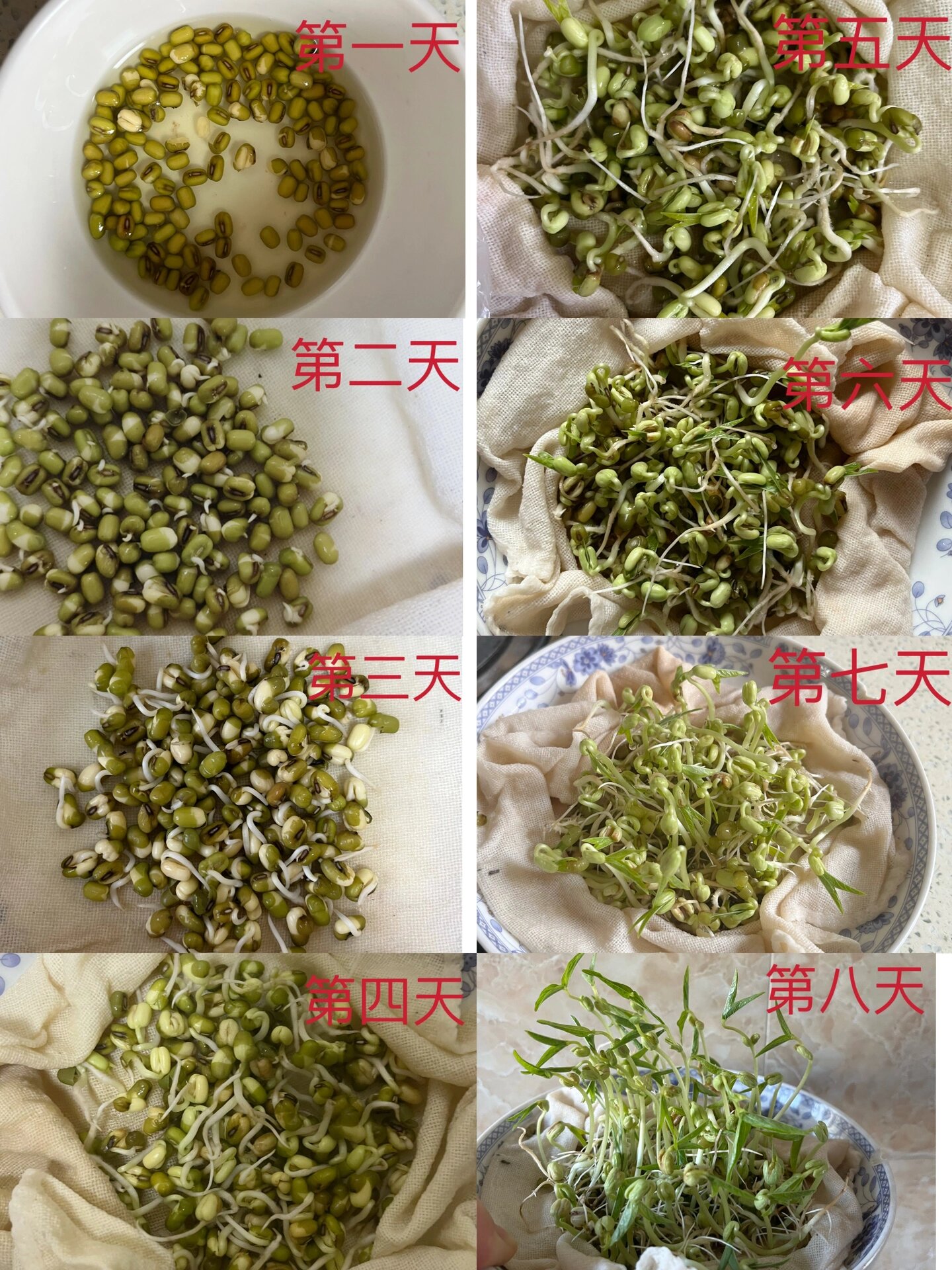 发豆芽过程图片大全图片