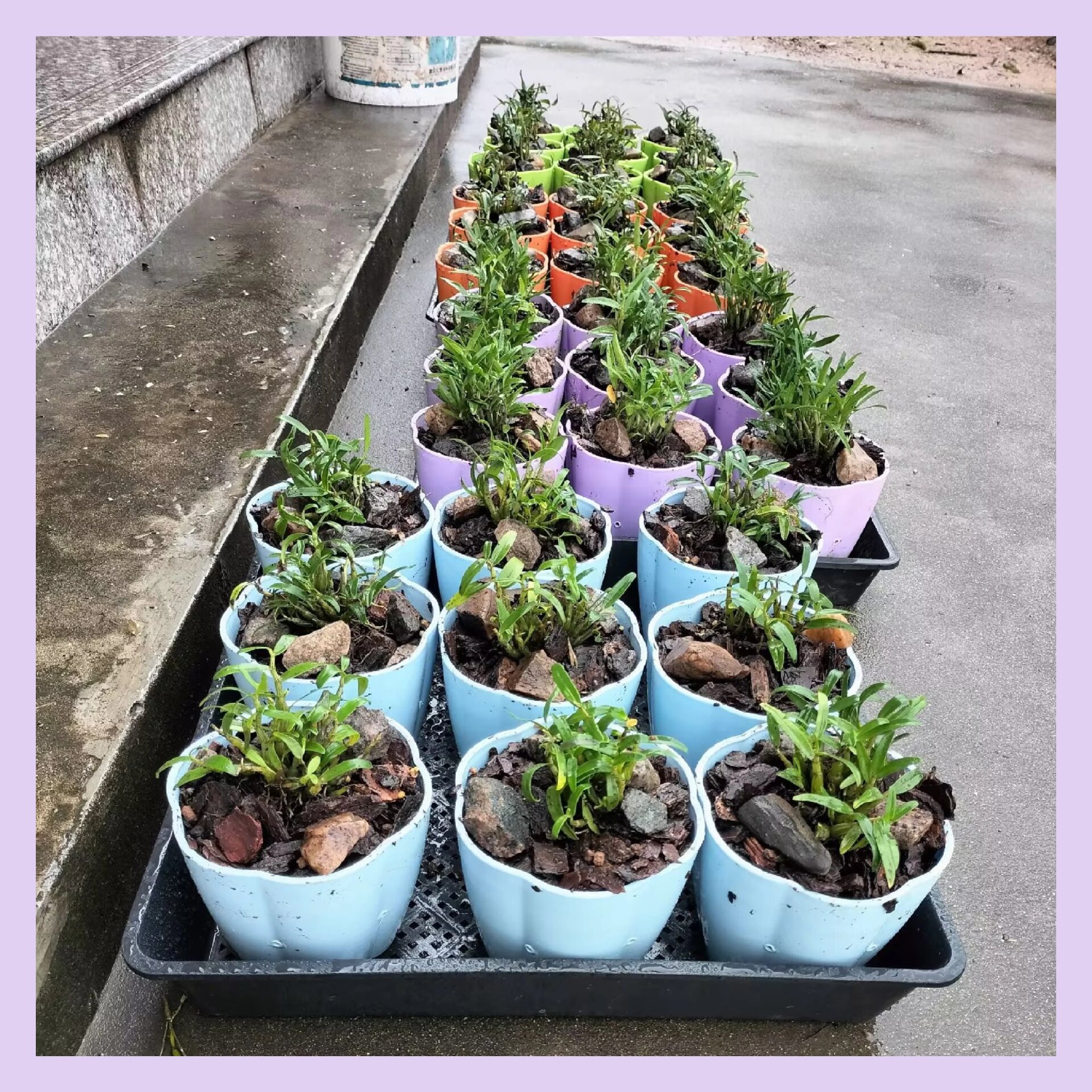 霍山石斛盆栽盆景,来吧来吧,都拿走!