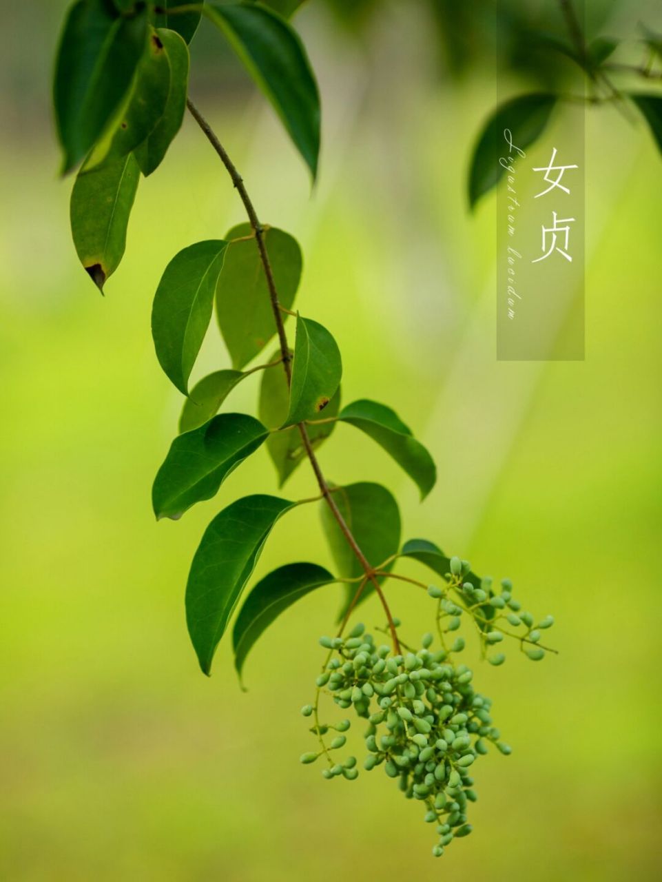 女贞| 啼残姑恶麦秋过, 落尽女贞花事疏.