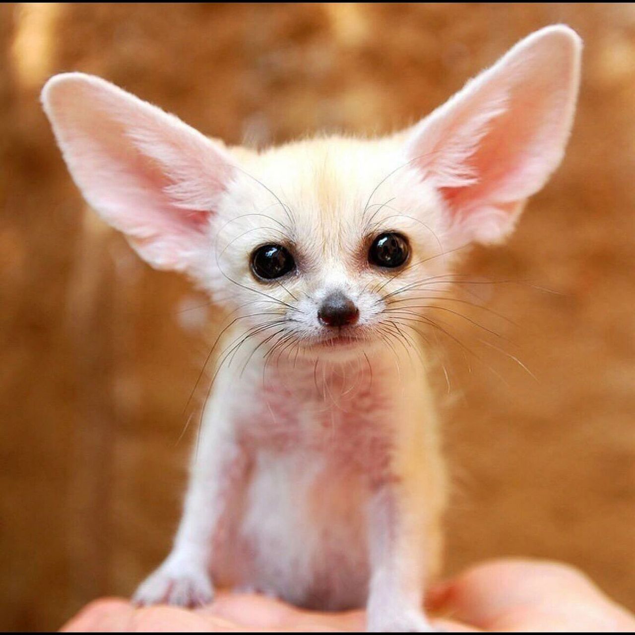 耳廓狐:疯狂动物城里的芬尼克原来是它99 学名:耳廓狐 别称:大耳小