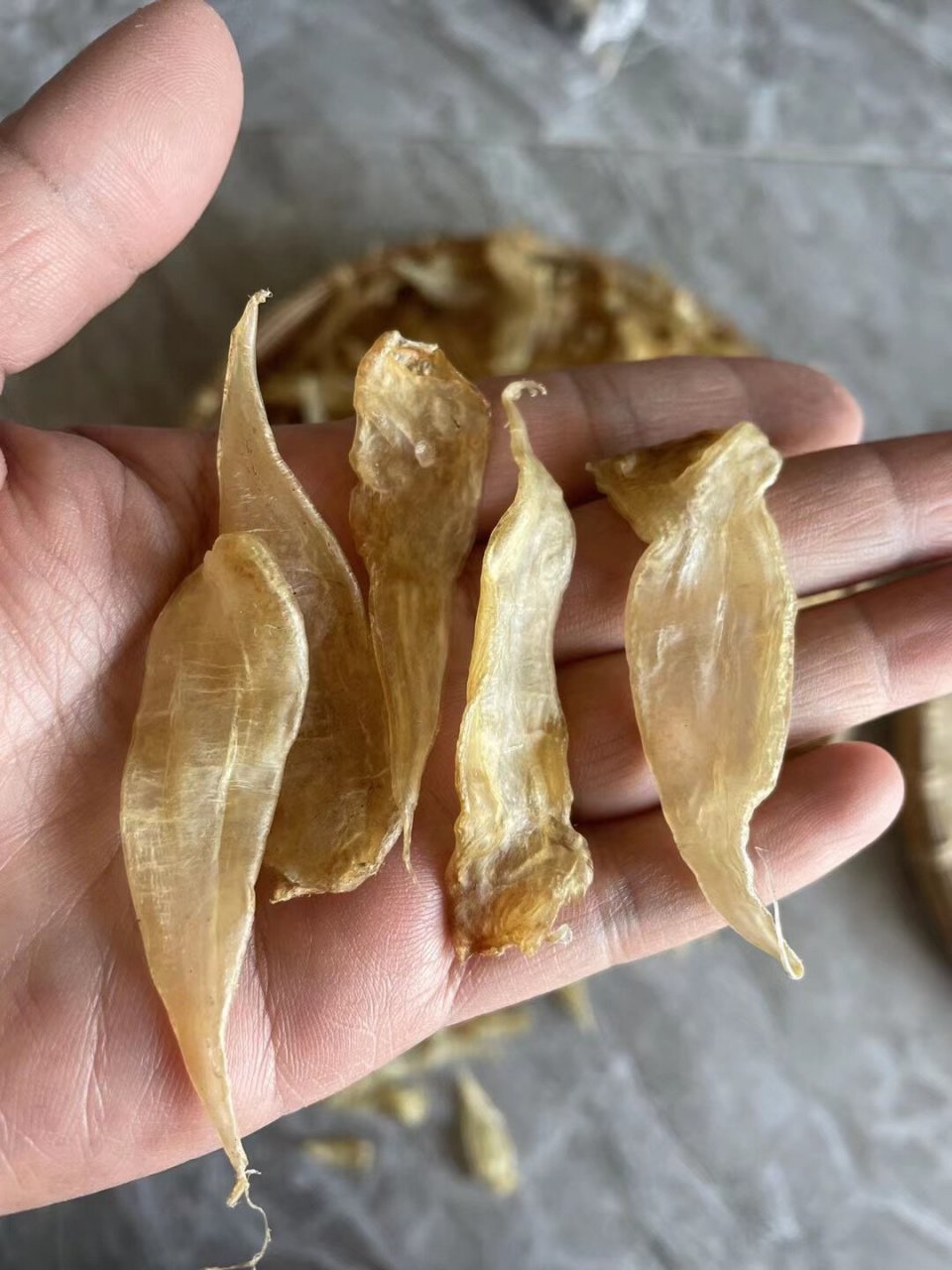 豆仁胶,适合小孩长身体的鱼胶 550头野生豆仁胶!足干清水的漂亮货.胶