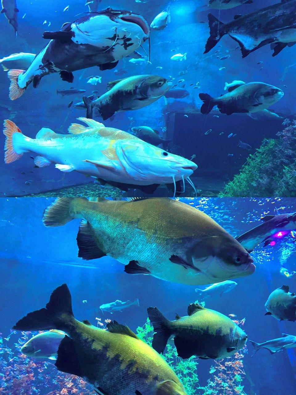 抚顺皇家极地海洋世界|海洋馆|最全攻略 93地址:抚顺市望花区高湾