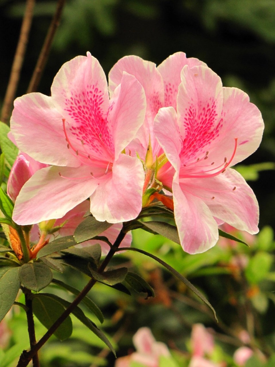 杜鹃花花瓣形状图片