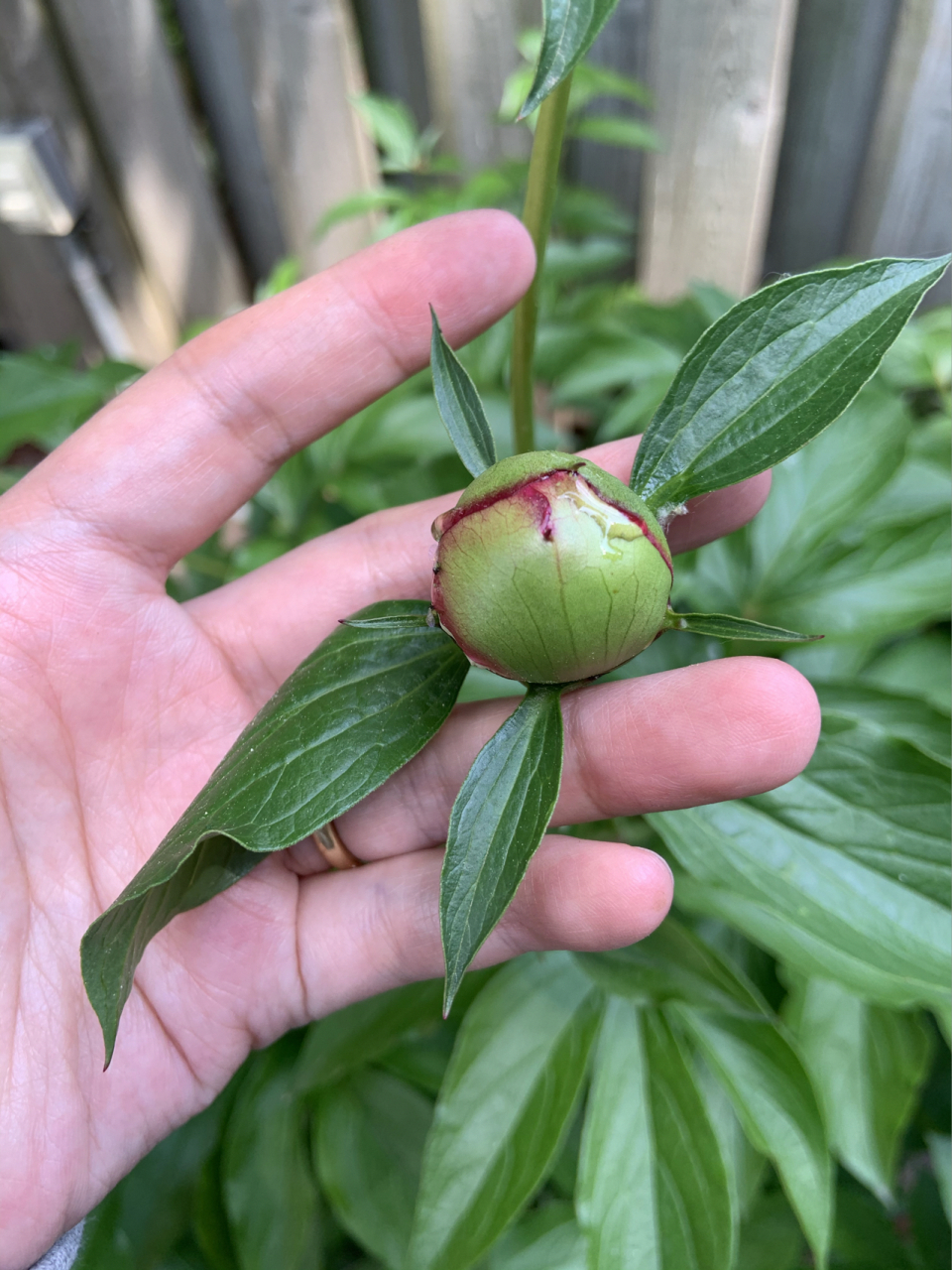 芍药花苞上黏糊糊是什么 大花包上都是像蜜一样黏糊糊 的东西 影响