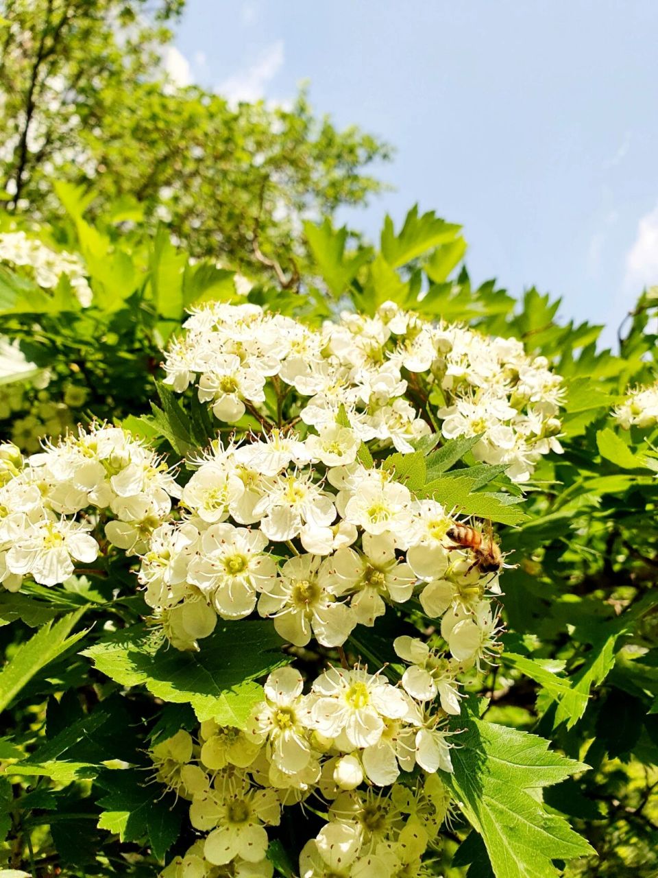 92它的花语是守护唯一的爱78