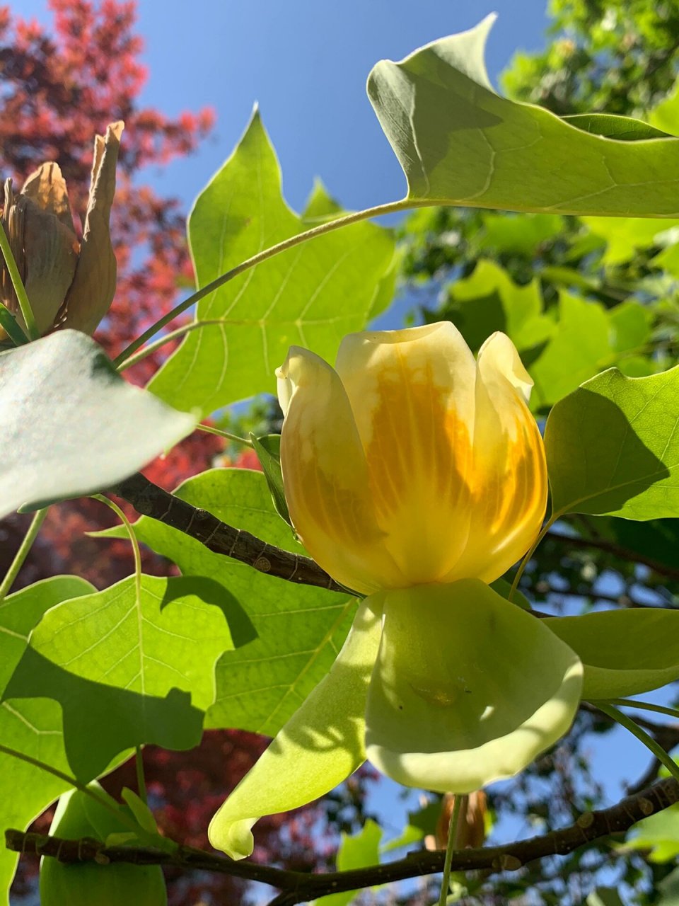 鹅掌楸开花图片图片