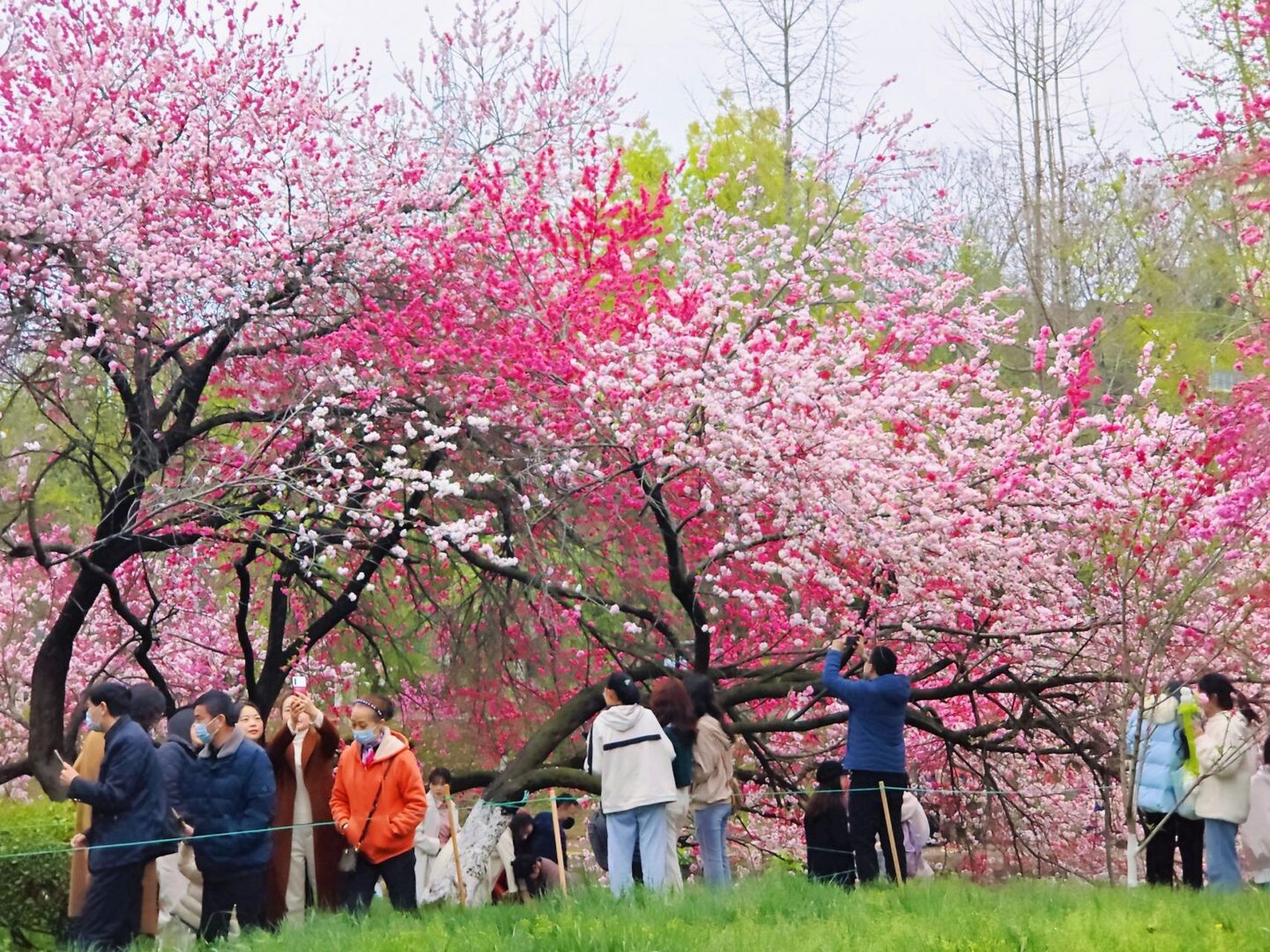 三峡大学桃花节图片