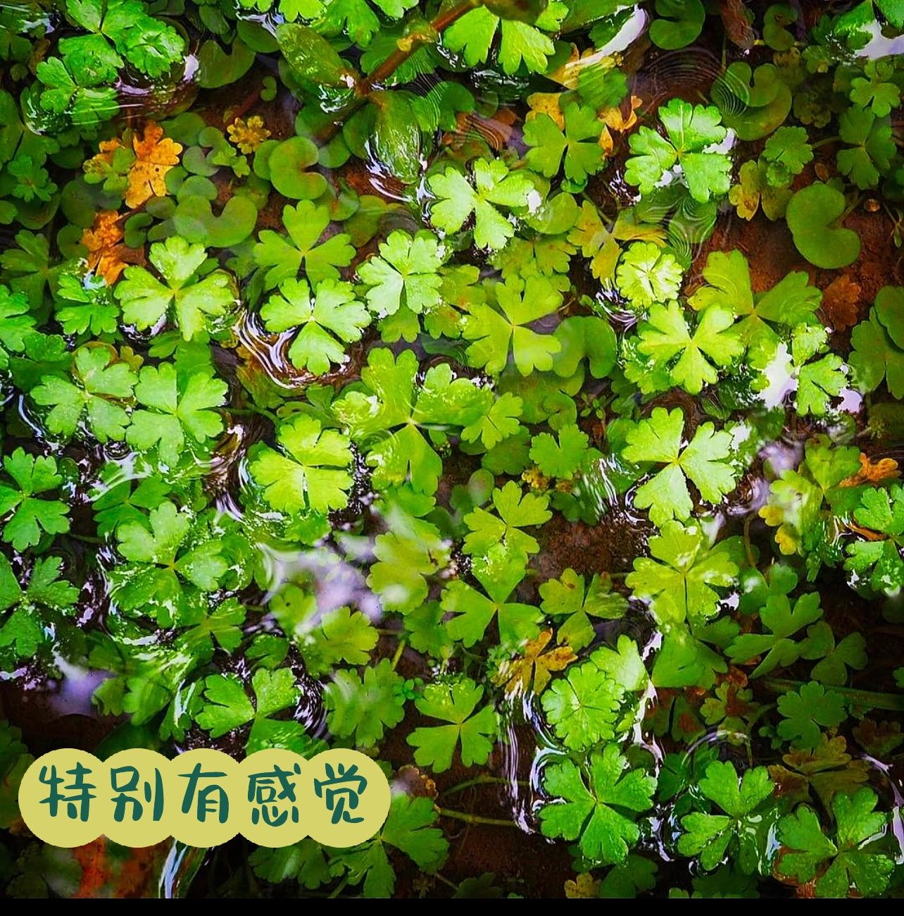 新手养什么水草|92天胡荽 "野蛮生长