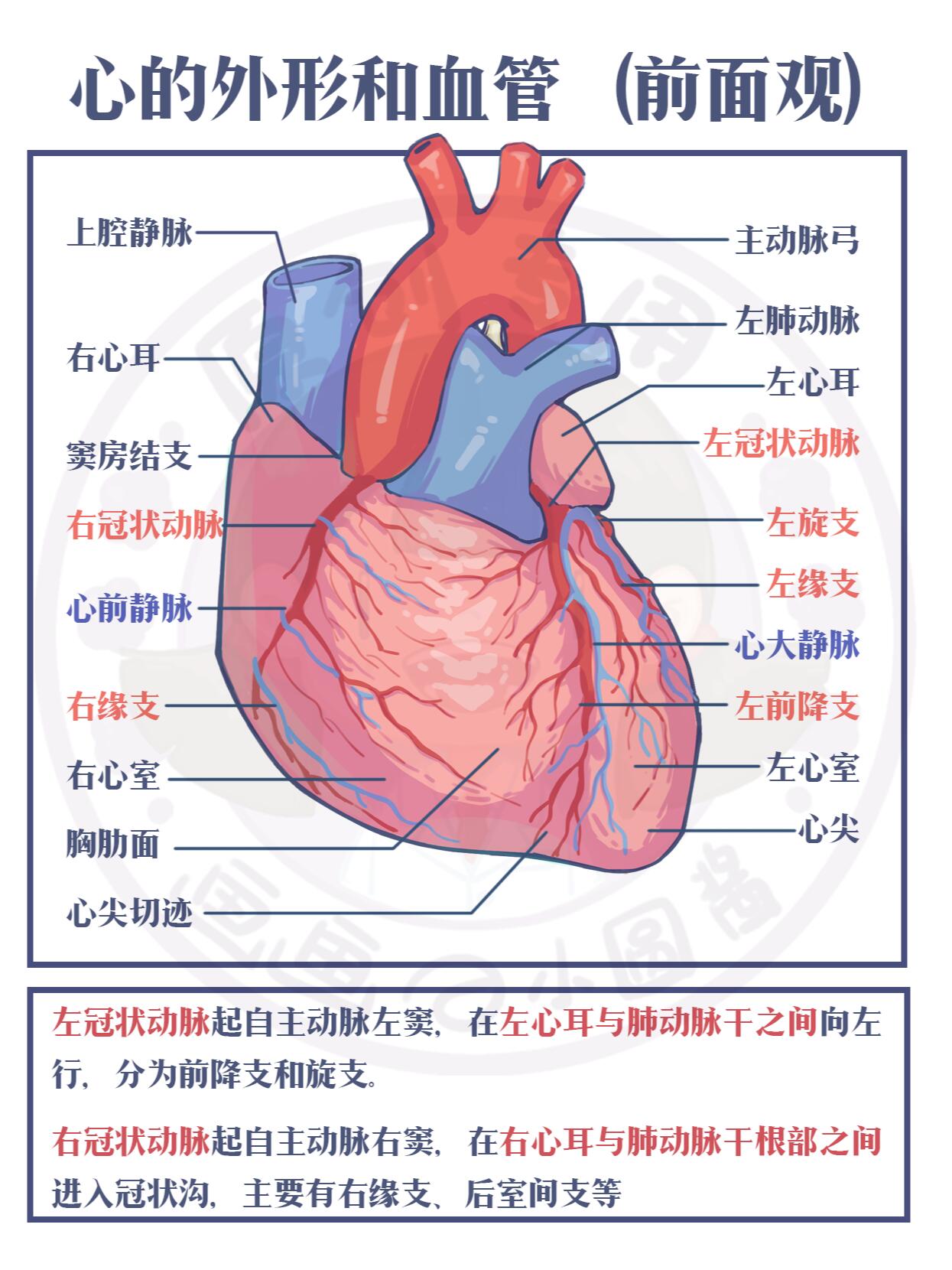 心脏后面观图片