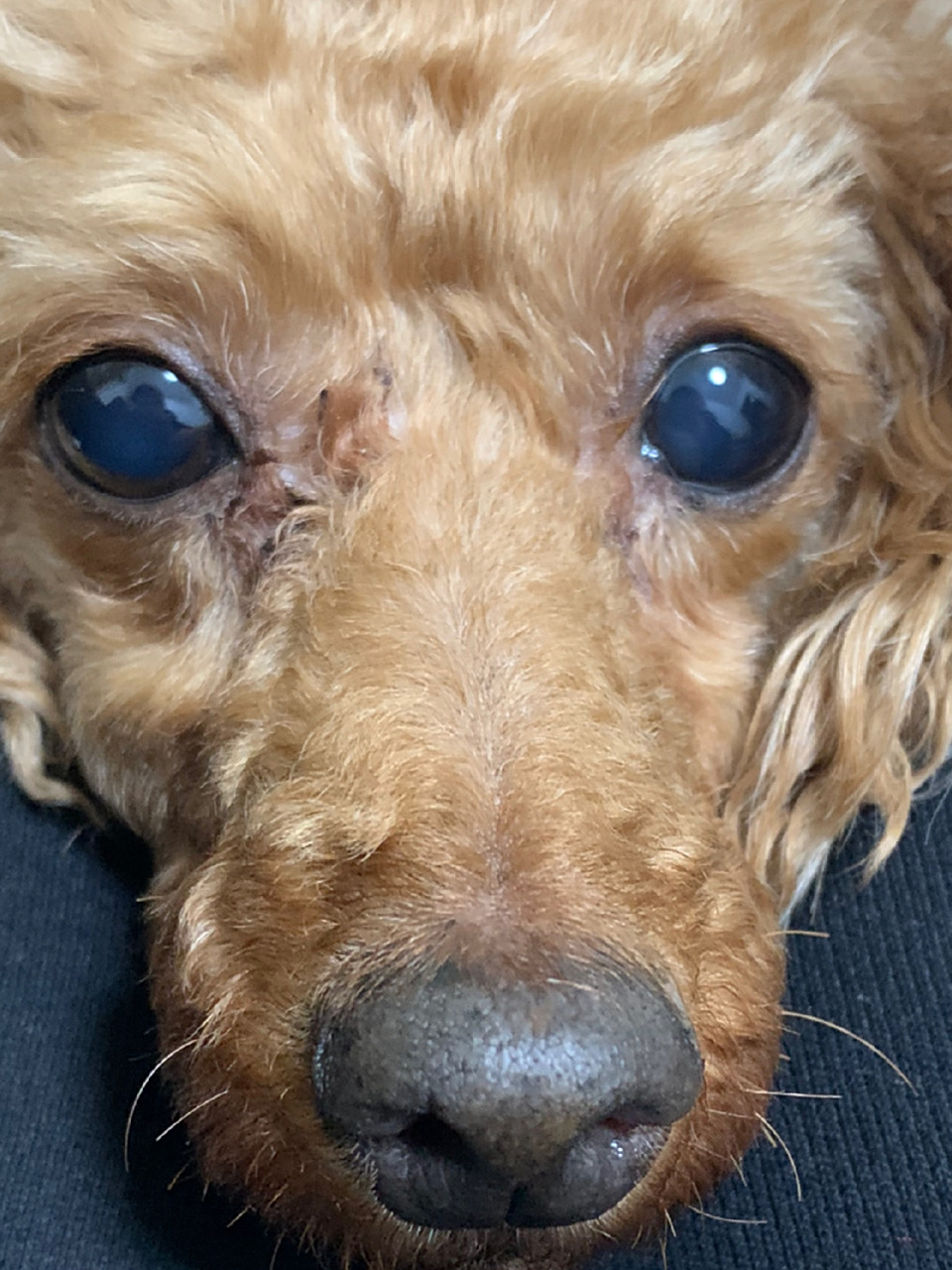 狗狗眼睛变蓝了 的各位,有人知道这是不是白内障吗01 今天突然发现