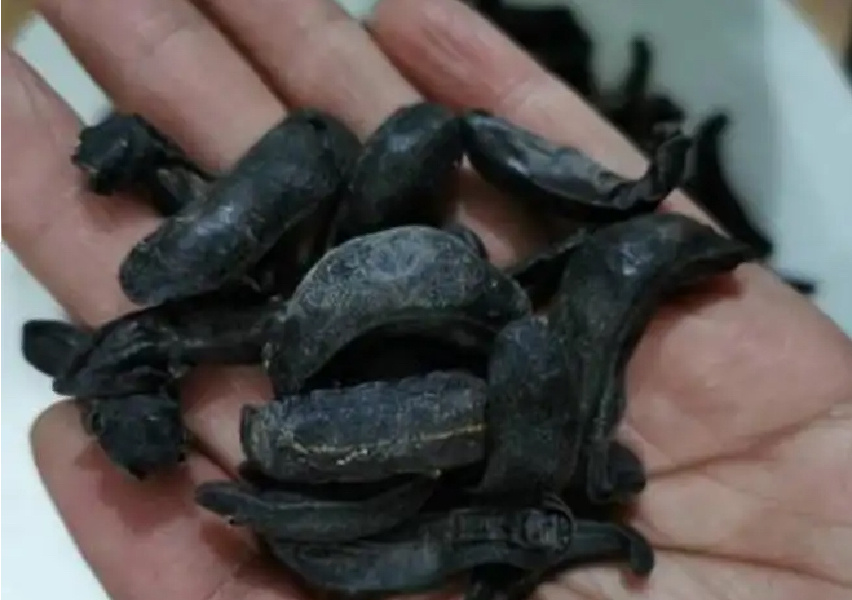 没有壳的蜗牛是味中药材