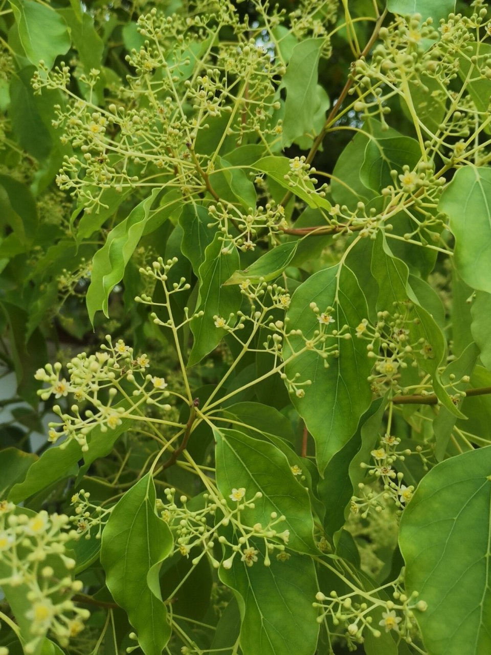 香樟花唯美图片