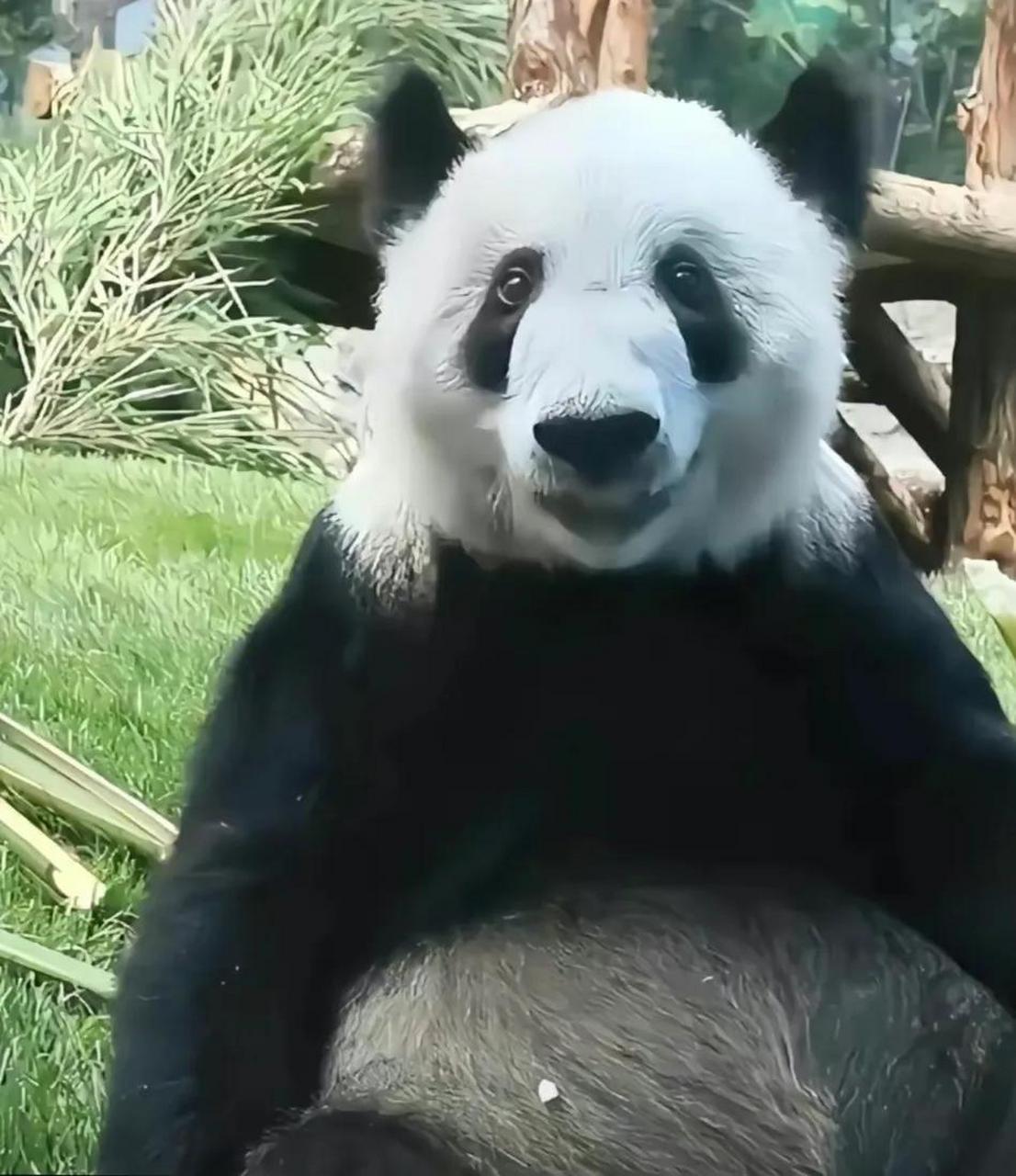 现在的丫丫  看到北动发出的照片,一次比一次精神,一次比一次好看,和