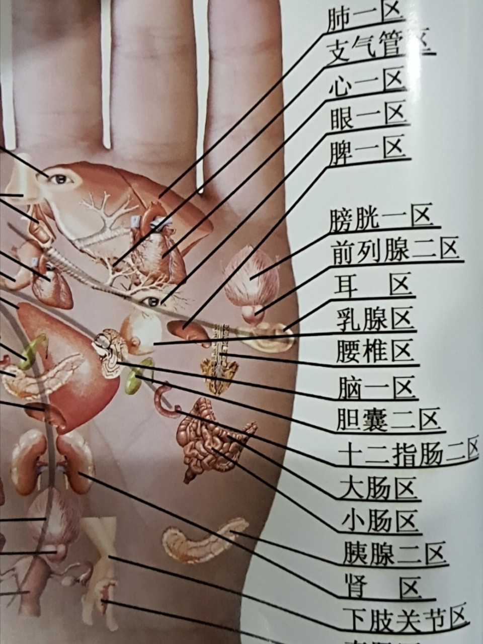 手掌部位代表的内脏图图片