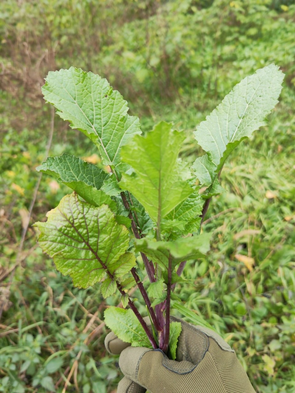 去挖野菜吧| 常州太湖湾发现大片野生雪里红 徒步酱缸山乌龟山环线