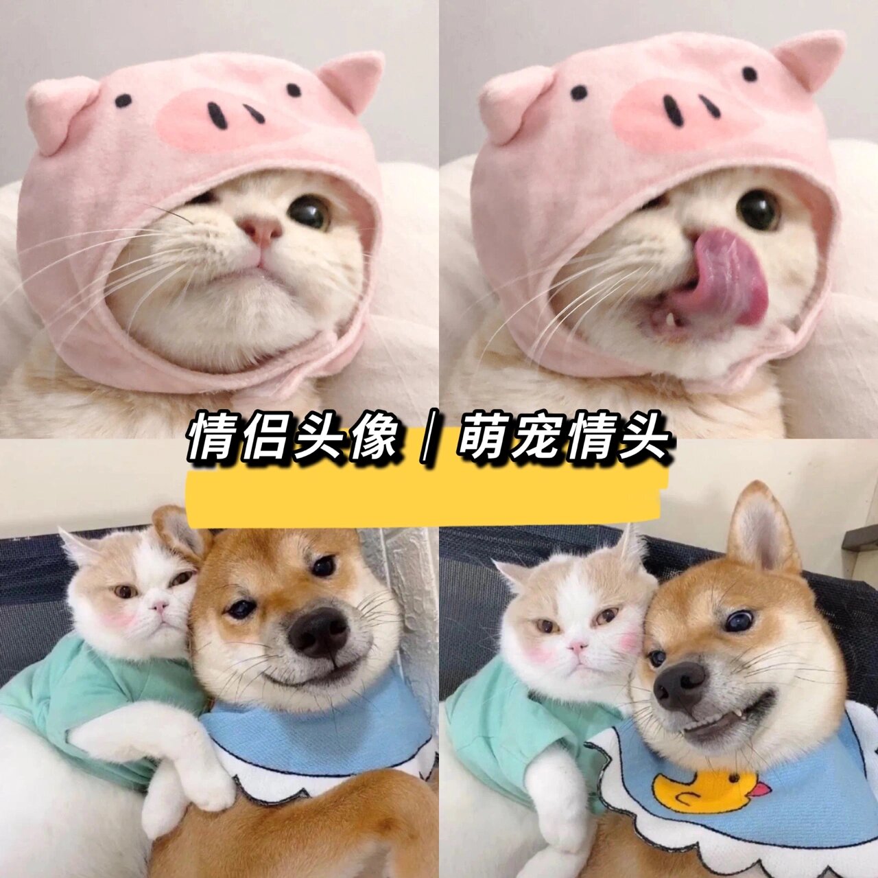 可爱猫猫狗狗情侣头像