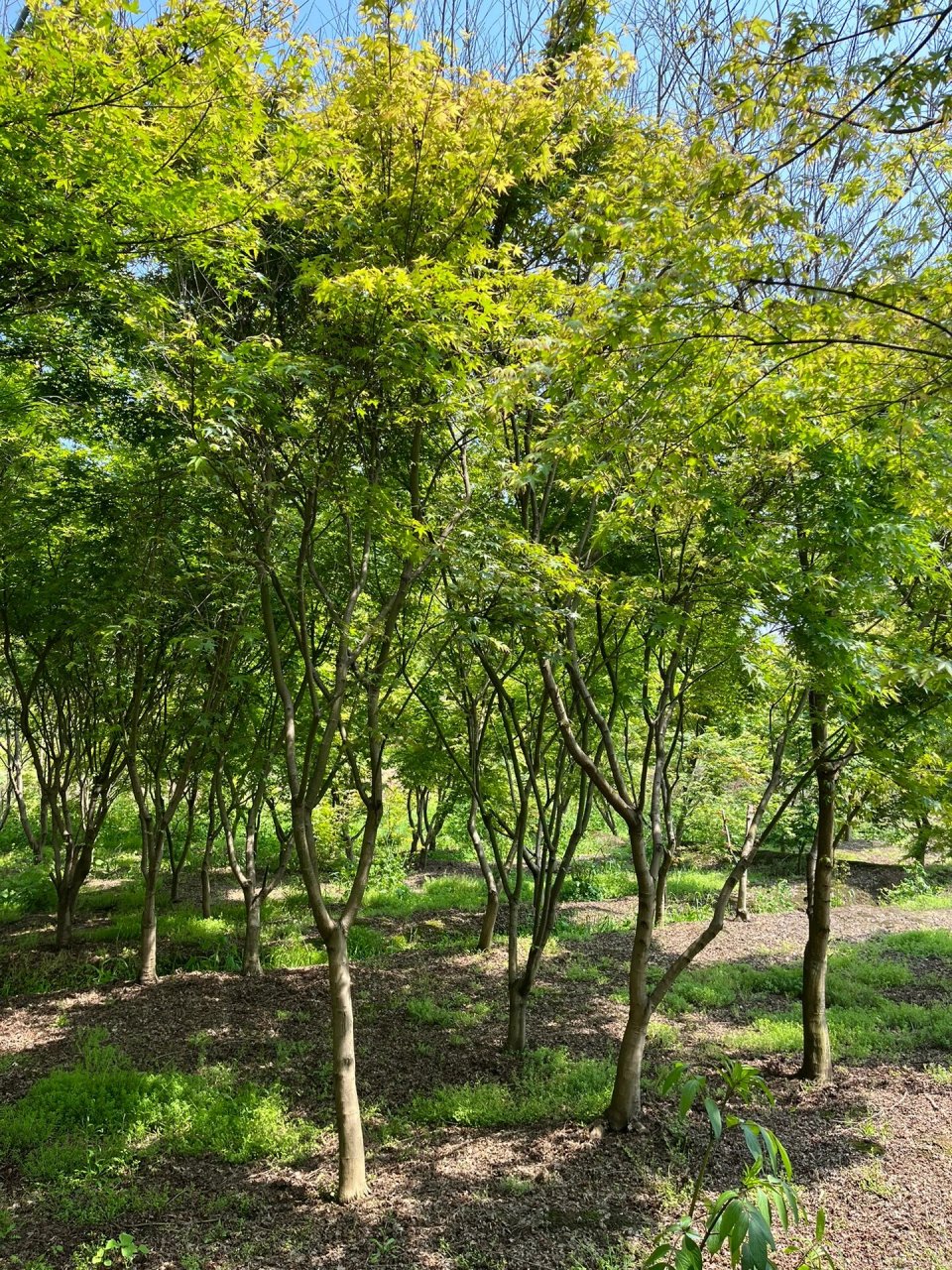 上千棵鸡爪槭枫树基地出货 帮自家老汉宣传下,上千棵鸡爪槭,可以自己