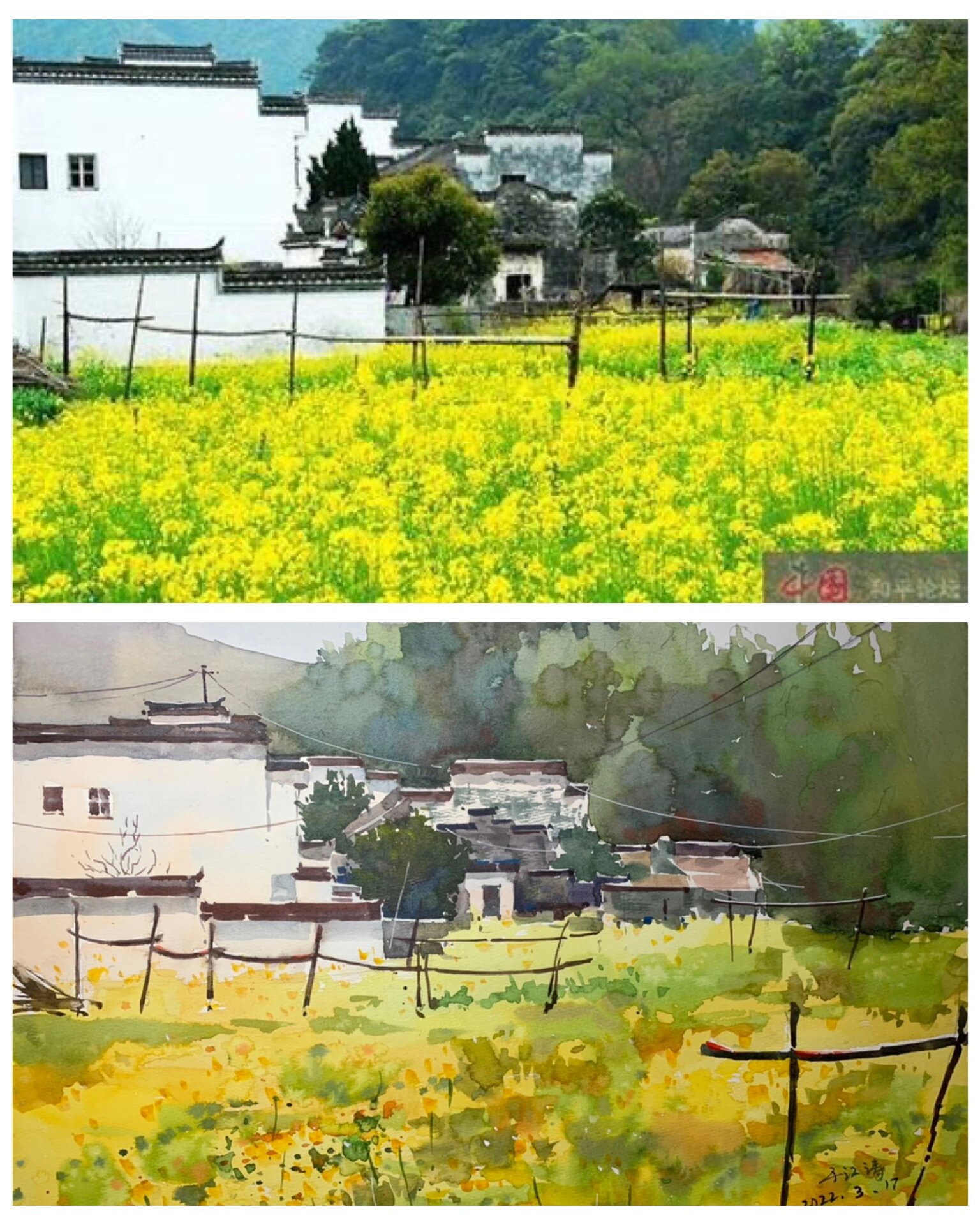 油菜花风景水彩画图片