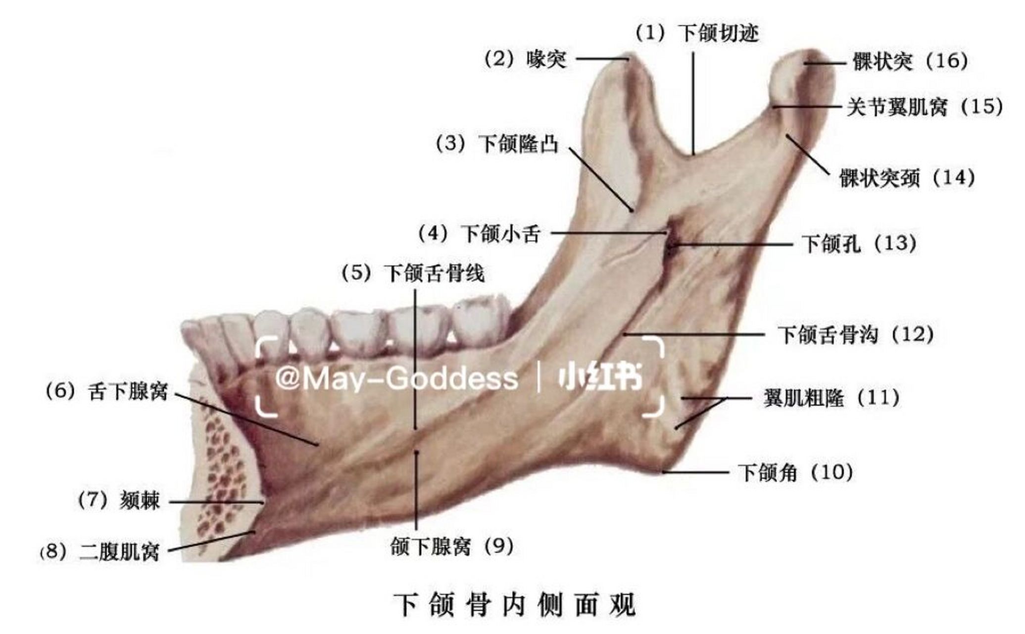 下颌骨结构解剖图图片