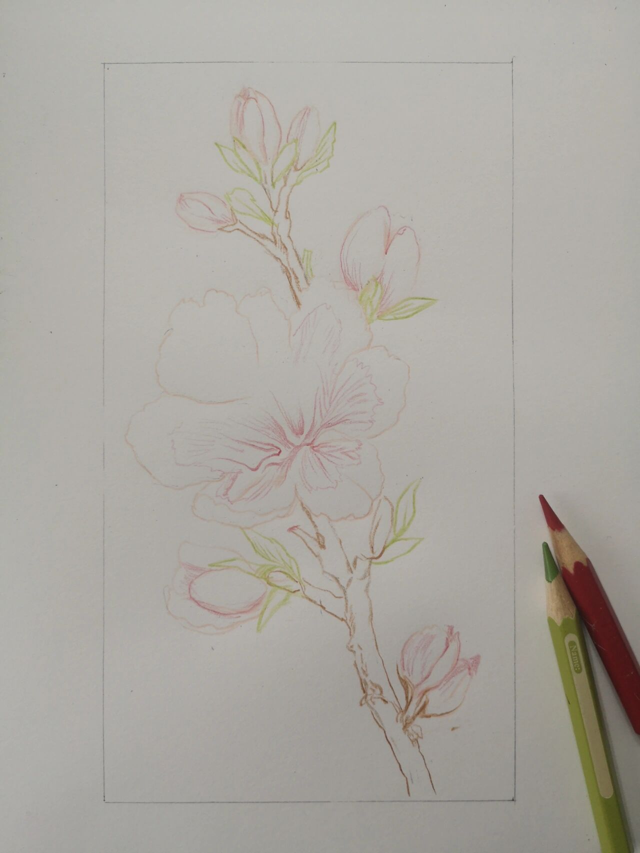 彩铅里的春天 桃花