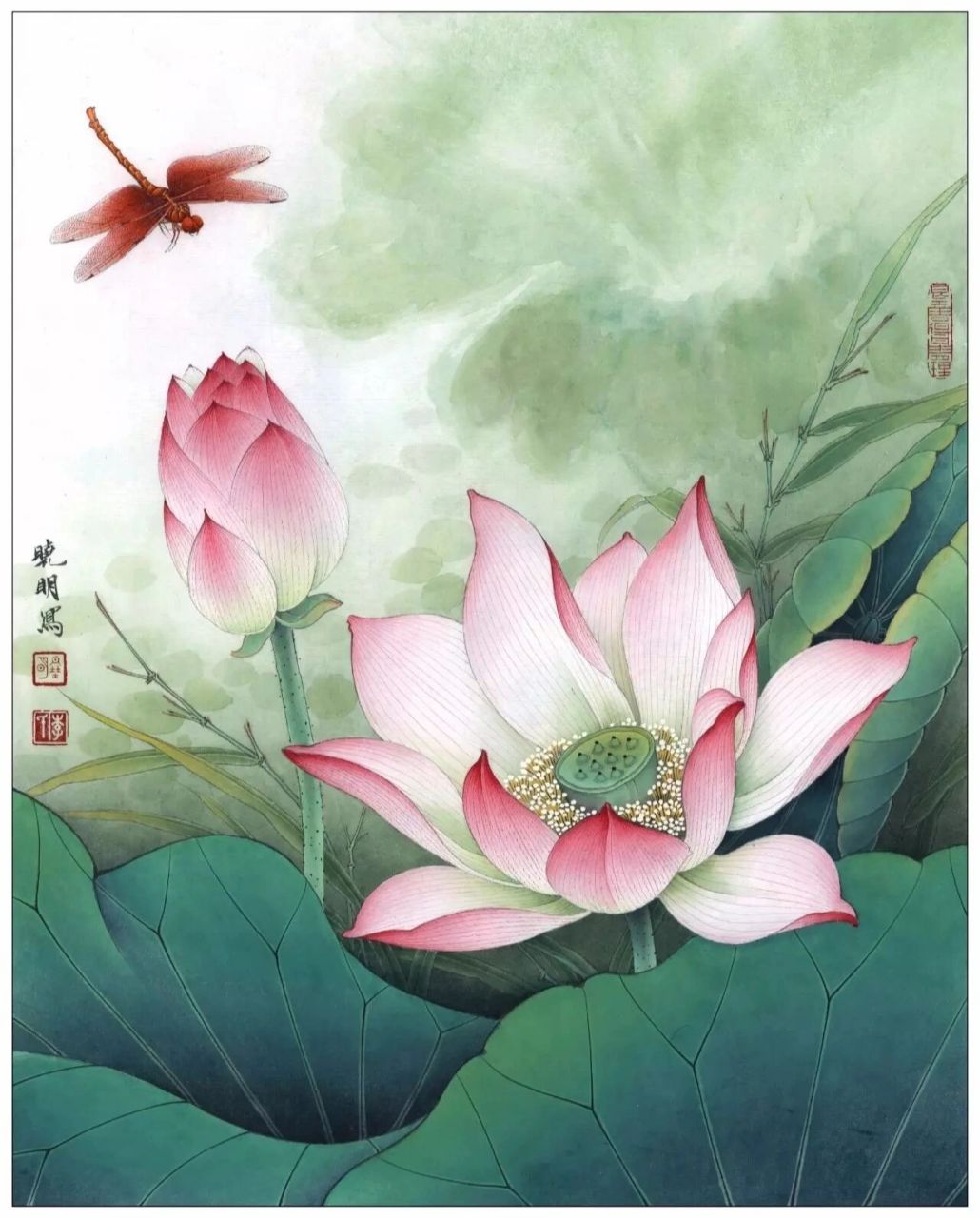 工笔画步骤分享《荷花红蜻蜓》 1,游丝描淡墨勾了花头,细铁线描中墨