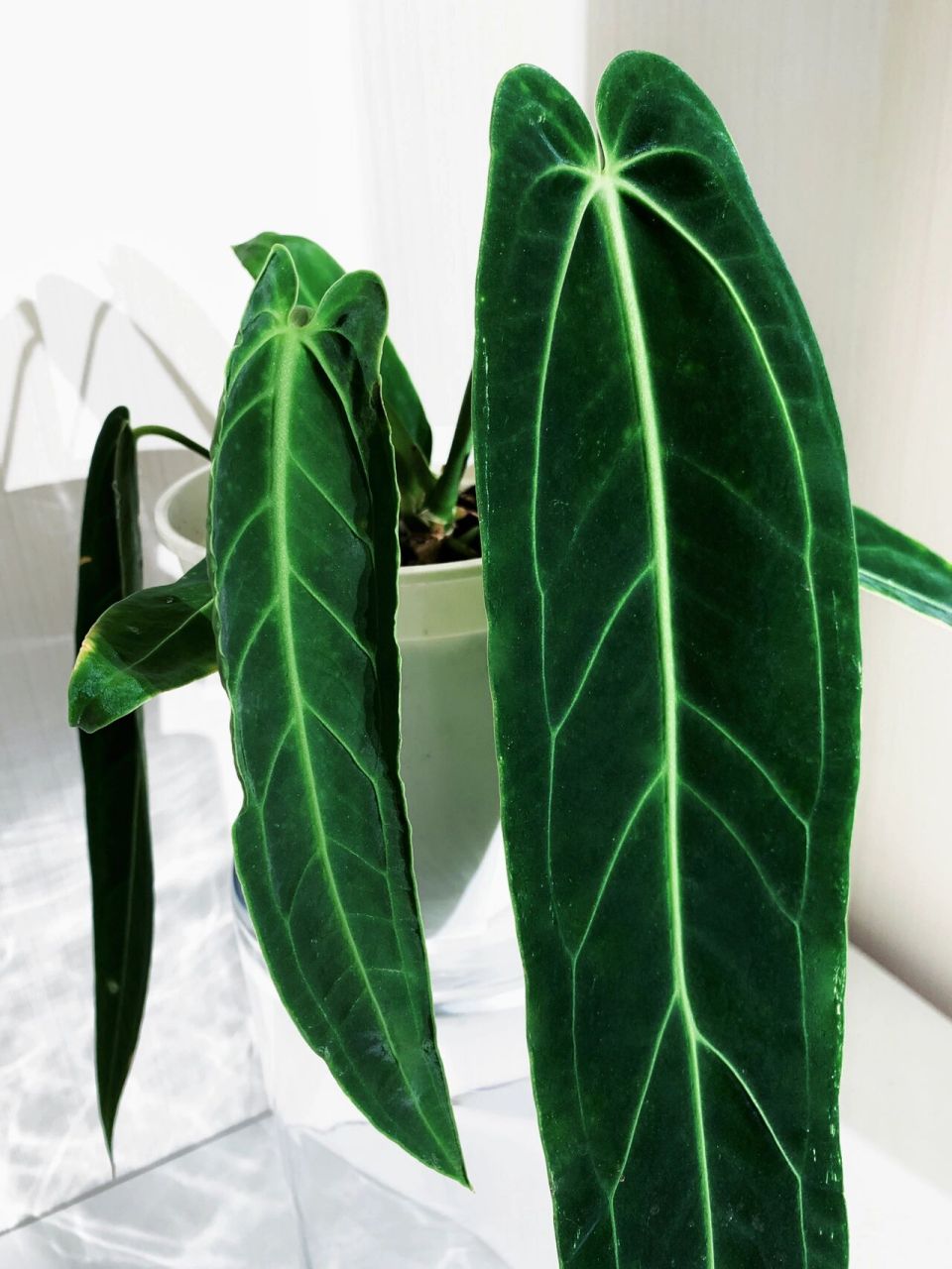 火鹤后花烛/皇后花烛 【一.