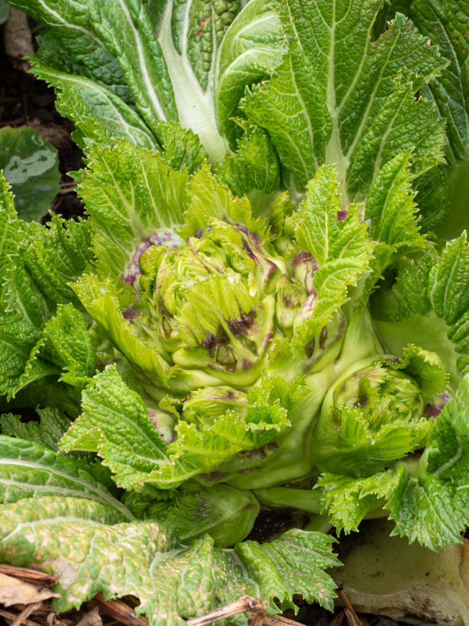 时令蔬植|2 抱子芥 中文名:抱子芥 别名儿菜,超生菜,背儿菜,抱儿菜