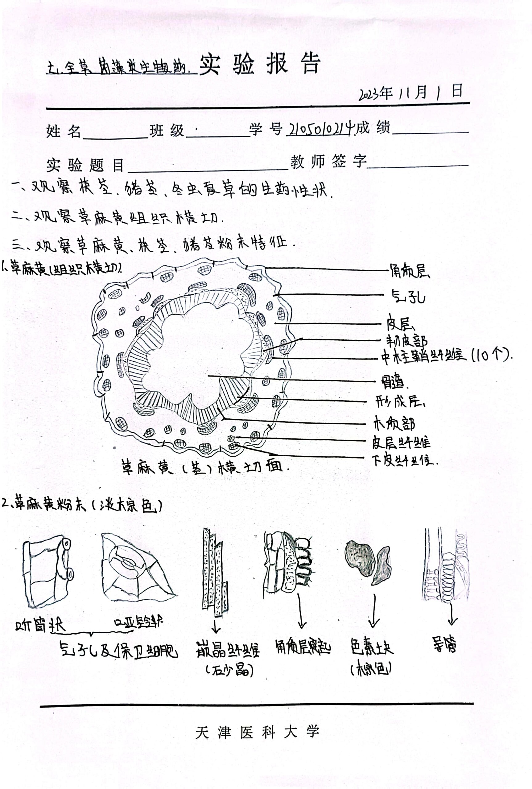 麻黄横切面简图手绘图片