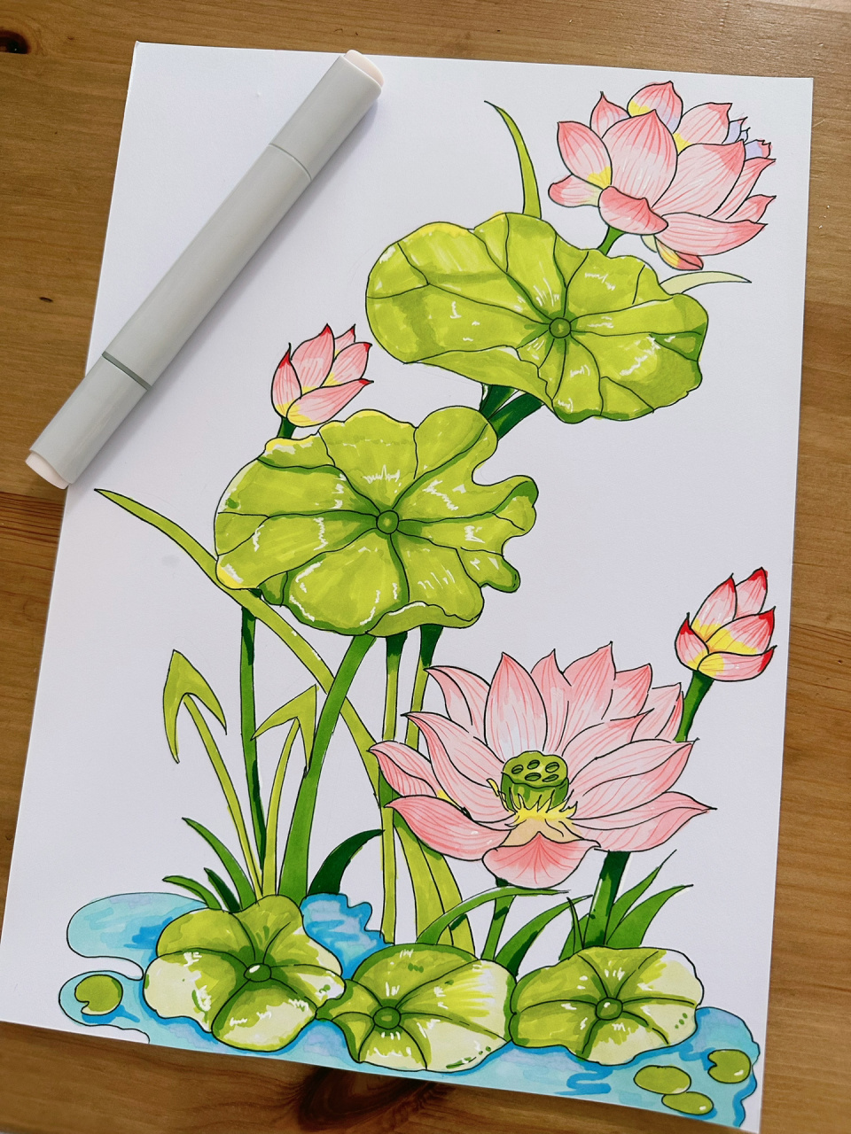 画画day51植物临摹 荷花 临摹于(有网课)