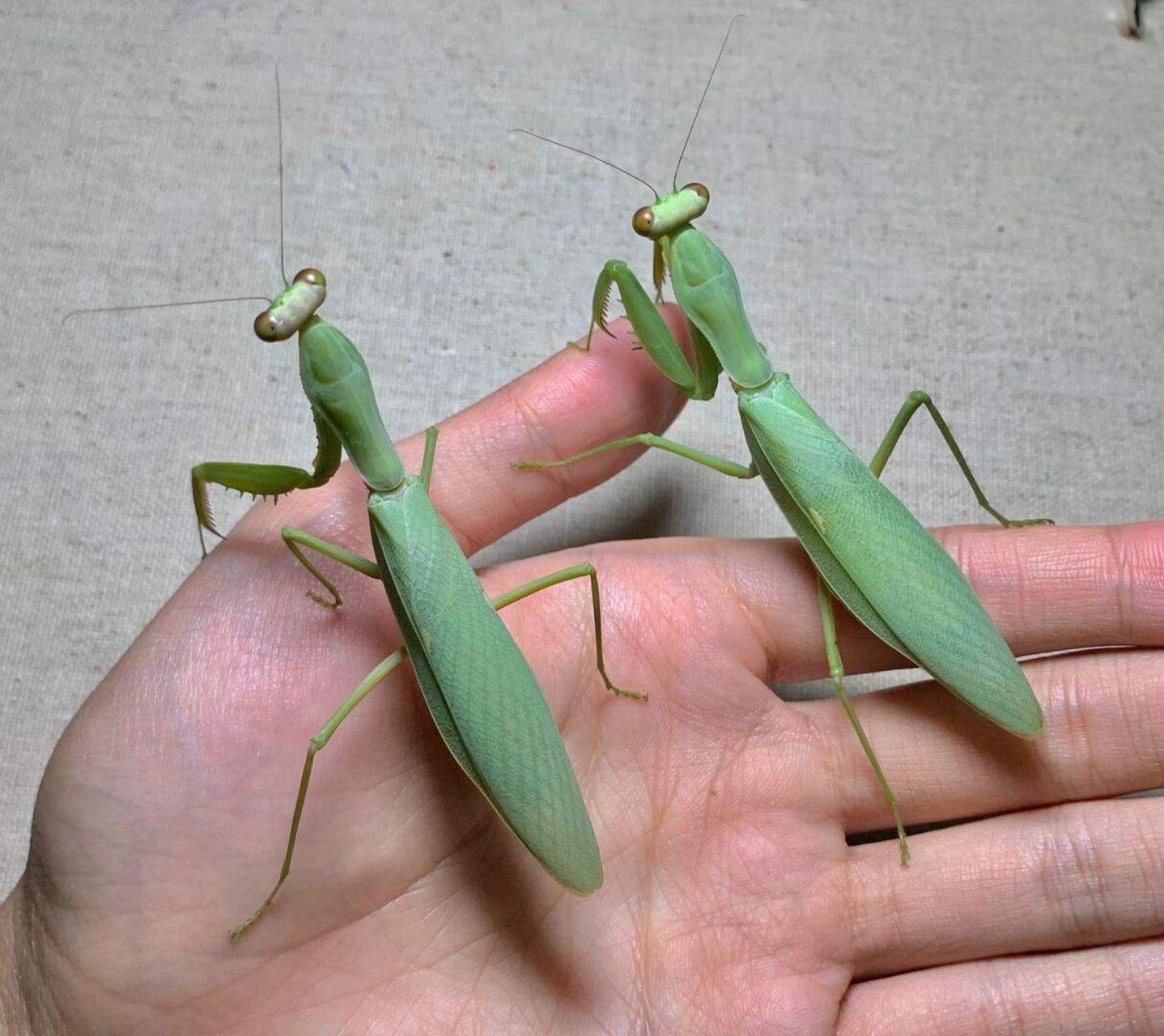 多刺07螳～ 两只大个头的母成虫[害羞]#昆虫# #螳螂