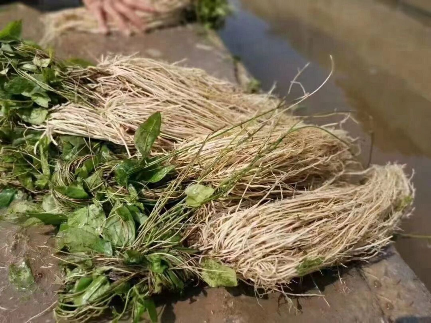 养肝草 又称丝线根,龙须根 粤北山区人家世世代代就把它当作家庭必备
